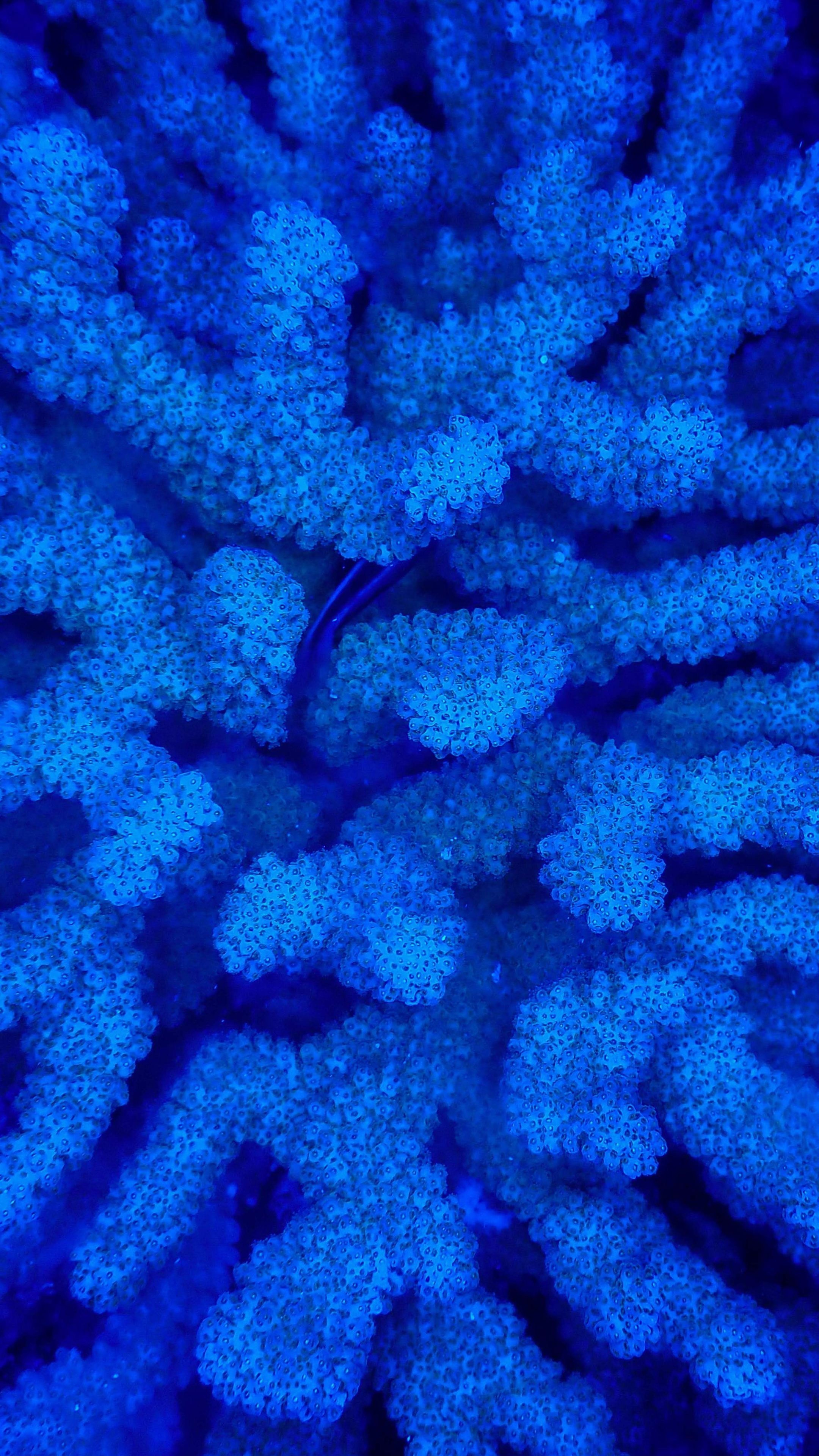 Coral Sea, Travels, Abstract mobile, UHD wallpapers, 2160x3840 4K Phone