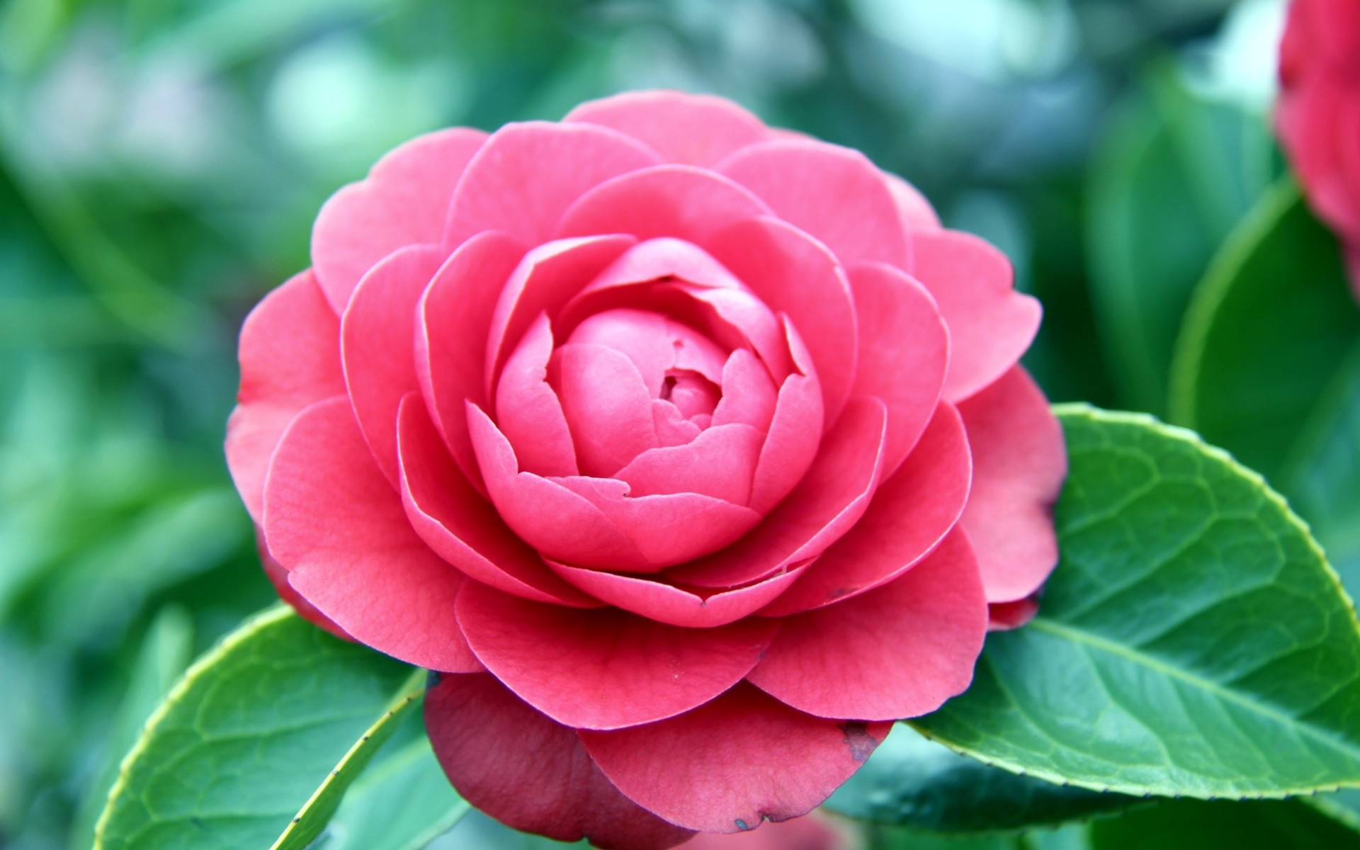 Camellia pink flower, Macro wallpaper, 78618, Wallpaper, 1920x1200 HD Desktop