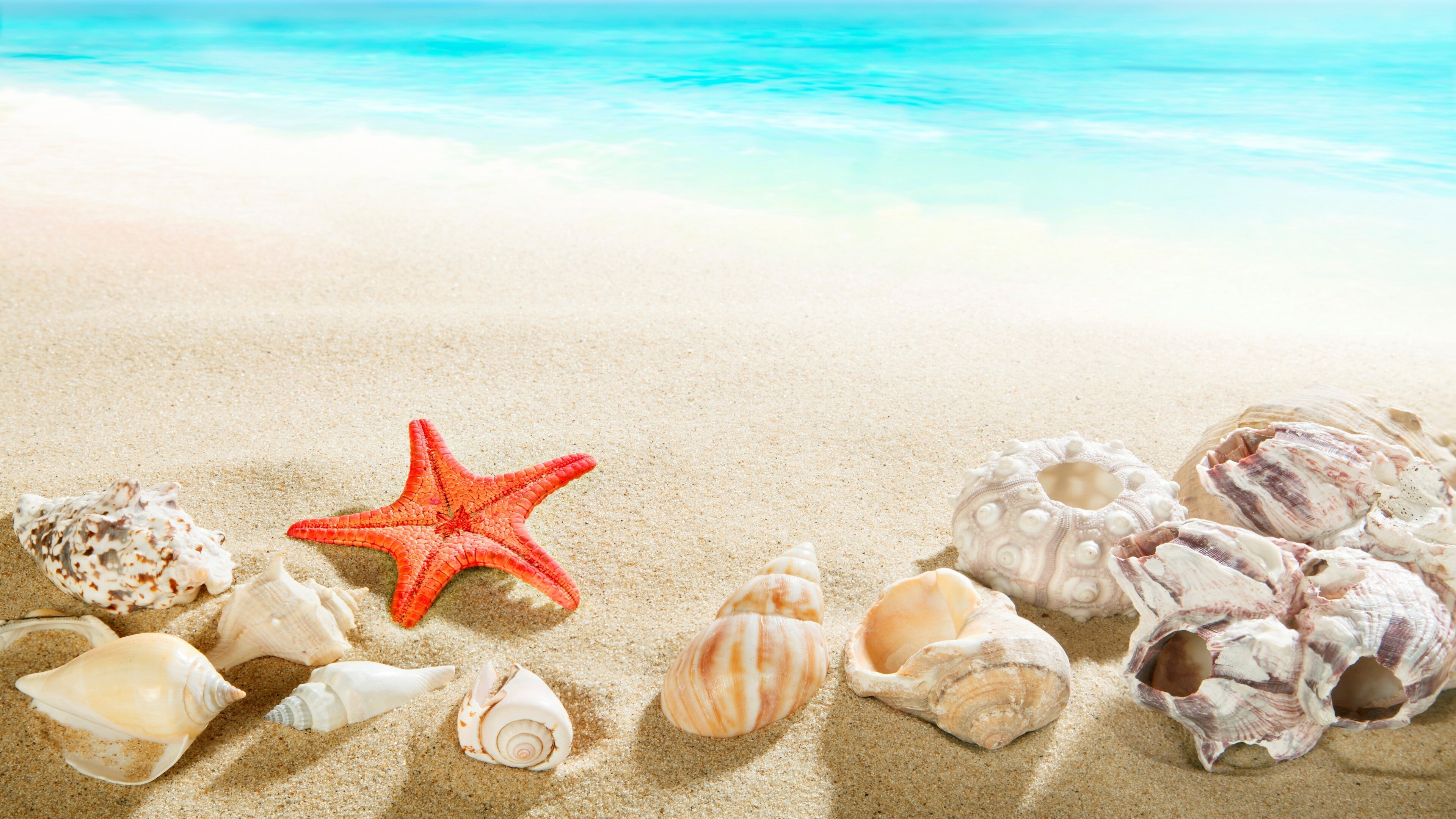 Sea shells, Starfish Wallpaper, 3840x2160 4K Desktop