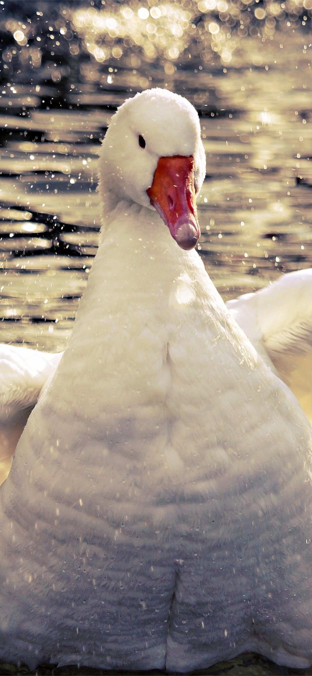 Goose on iPhone, Free download, Stunning wallpaper, Nature's beauty, 1290x2780 HD Phone