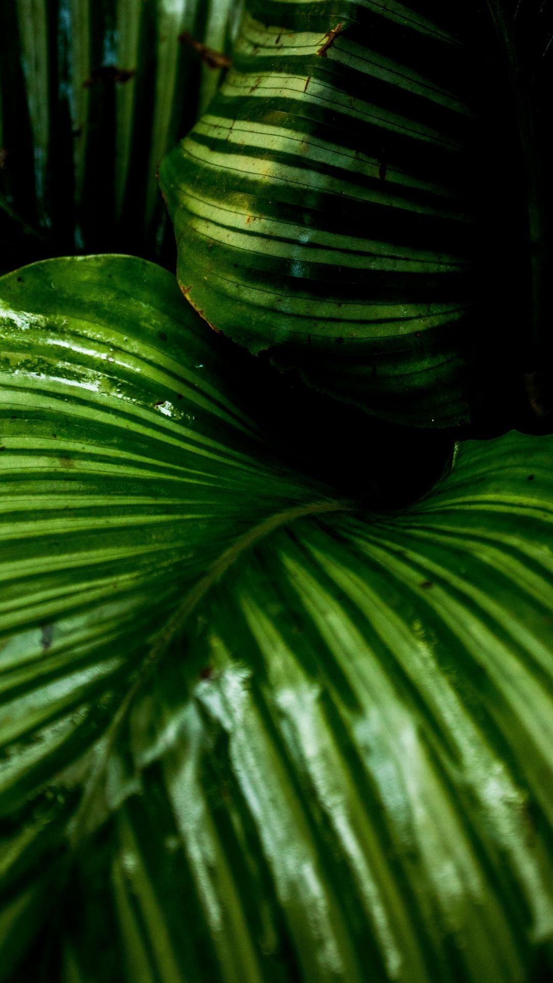 Bright and green, Big green leaf, Nature's wonder, Green leaves, 1080x1920 Full HD Phone