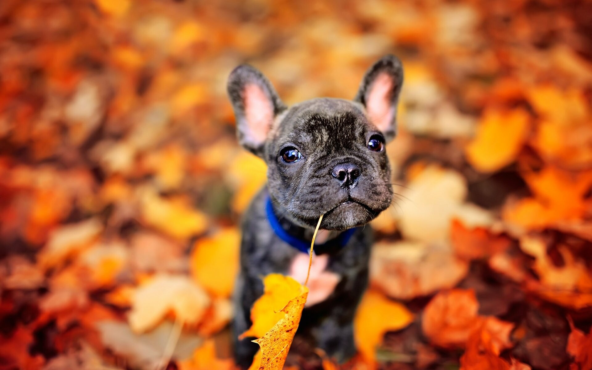 Autumn leaves, French Bulldogs Wallpaper, 1920x1200 HD Desktop