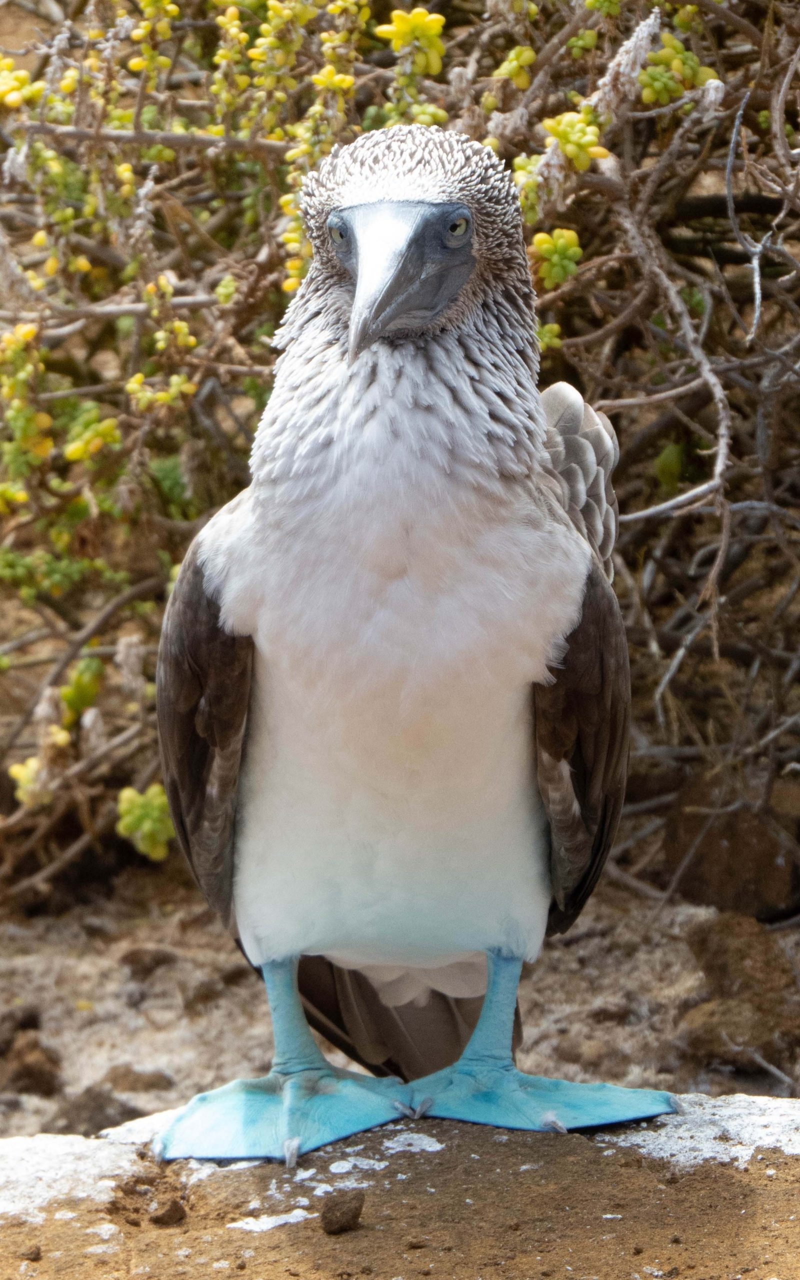 Isla San Cristobal, Isla Lobos, Beautiful, Booby, 1600x2560 HD Phone