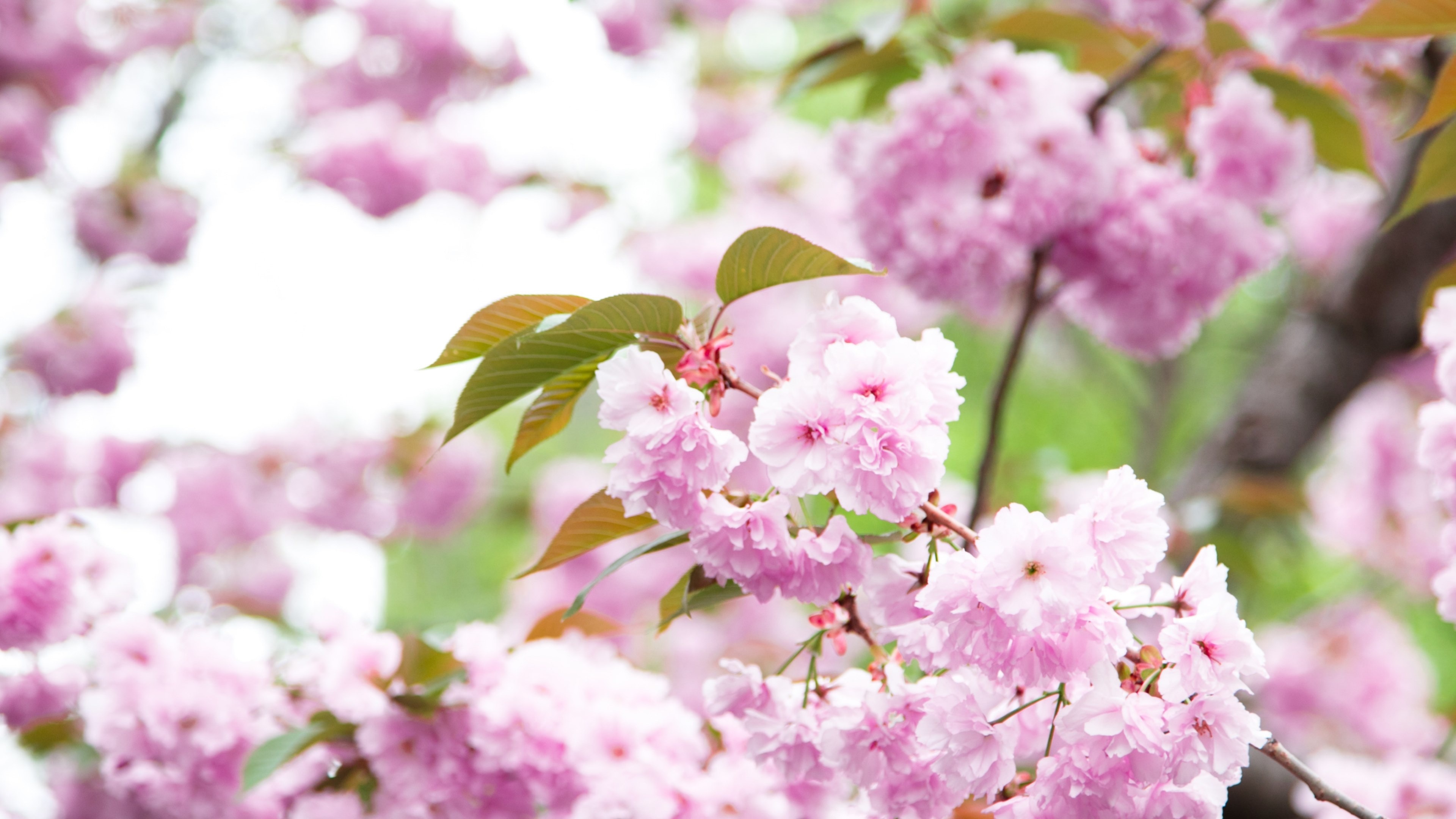 Pink cherry blossoms, Blooming sakura branches, Sunlit spring foliage, 4K Desktop wallpaper