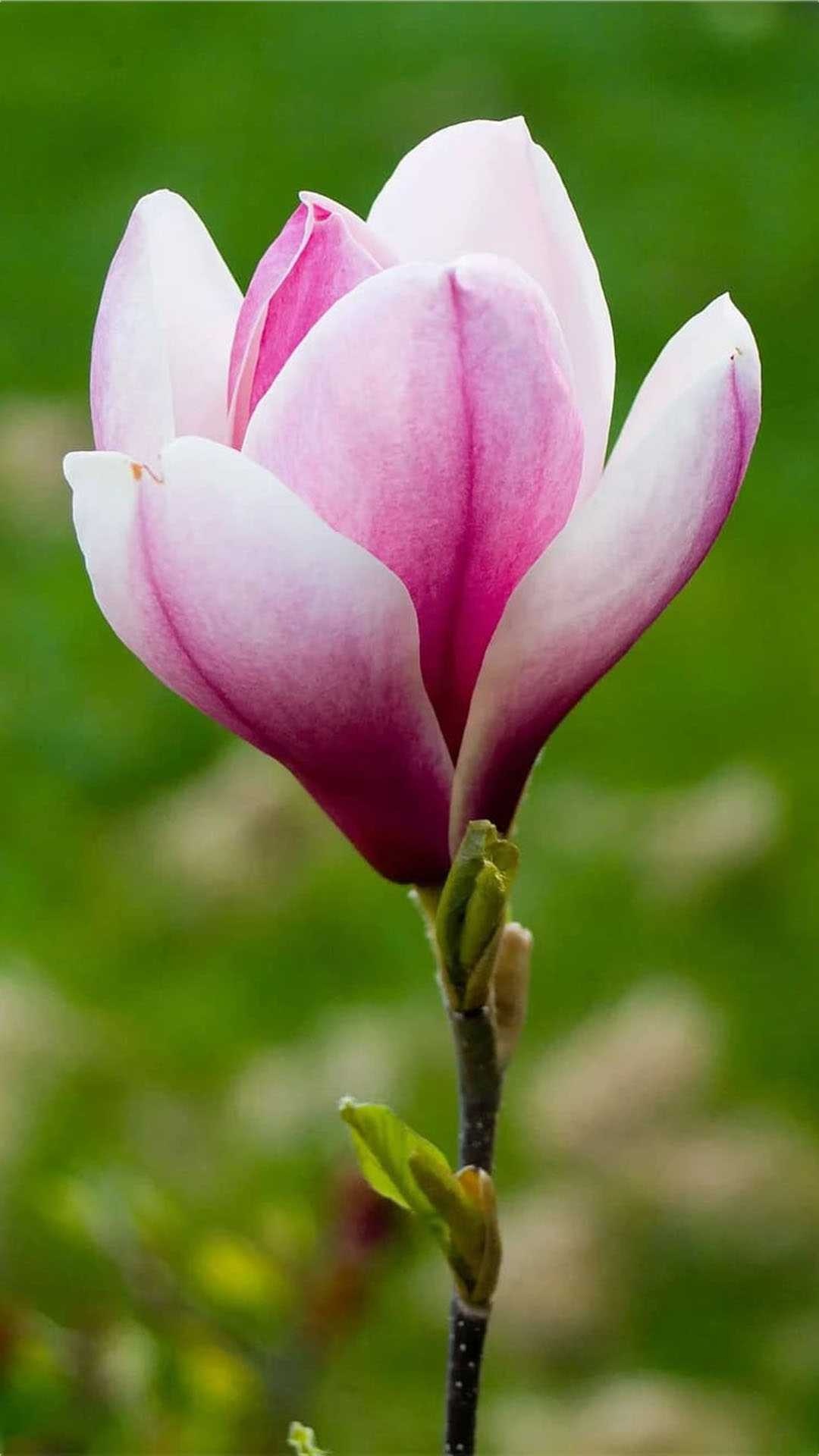 Magnolia wallpaper, 1080x1920 Full HD Phone