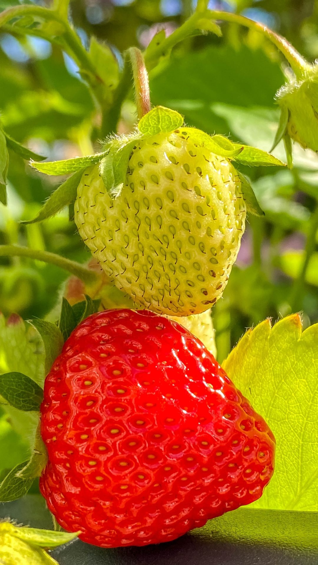 Strawberry, Wallpapers, Backgrounds, Quality, 1080x1920 Full HD Phone