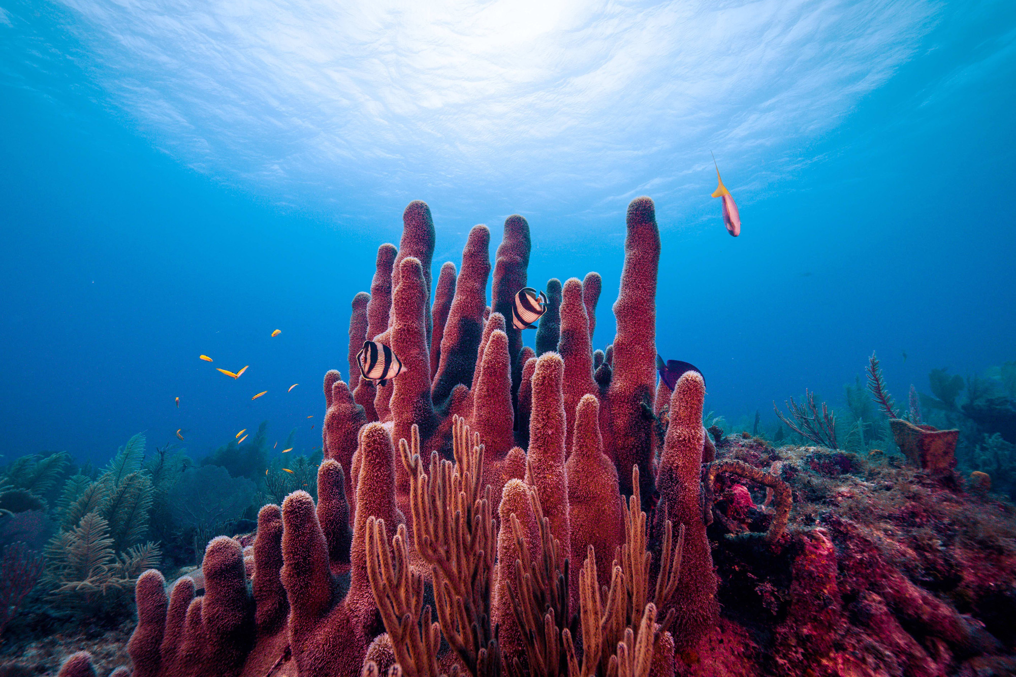Slimy microbes discovery, Coral reef health guardians, MIT News' revelation, Microscopic wonders, 2000x1340 HD Desktop