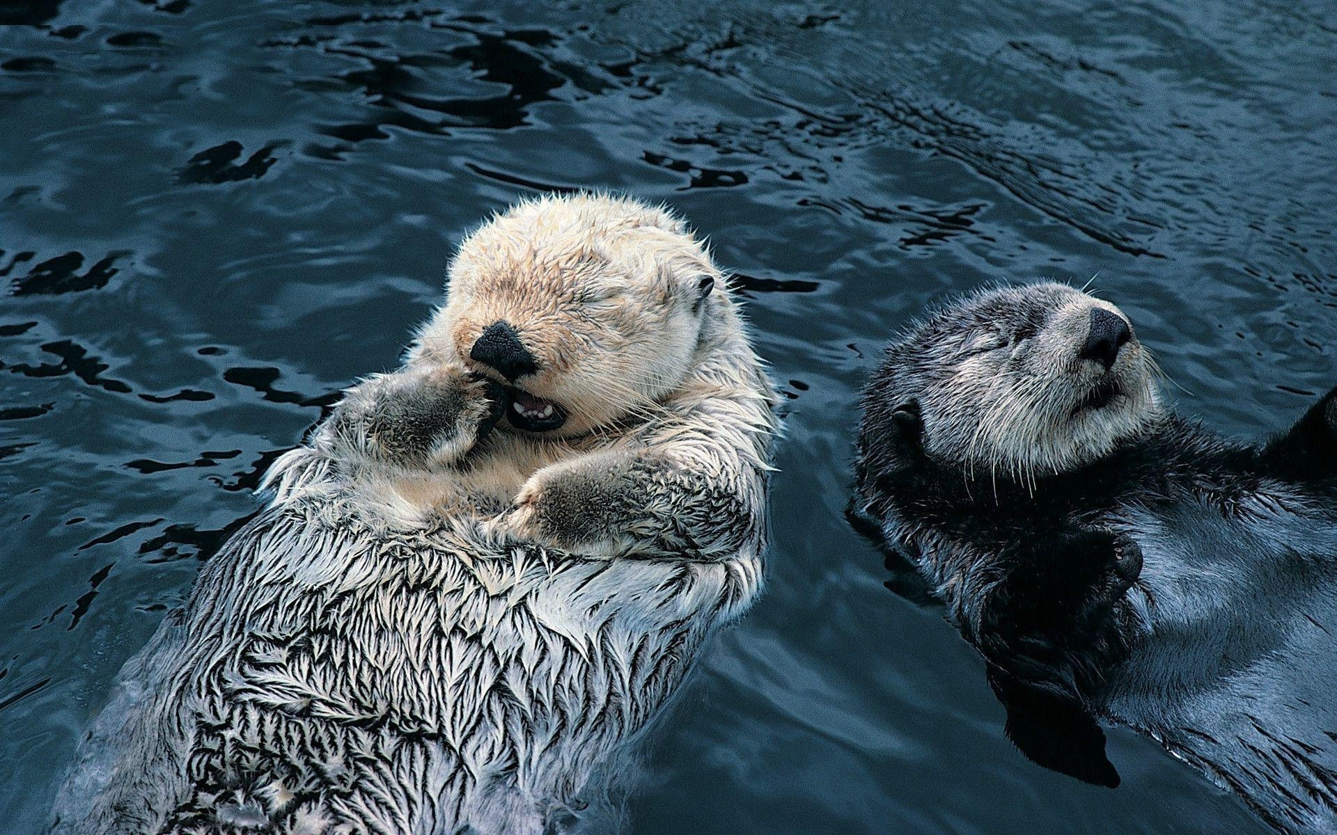 Sea otter close-up, Misty ocean backdrop, Peaceful marine life, Coastal charm, 1920x1200 HD Desktop