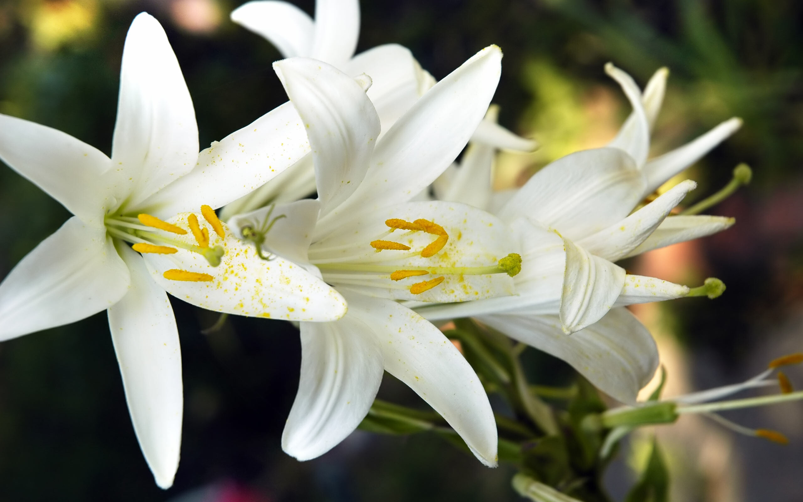 White Lily, Lilies Wallpaper, 2560x1600 HD Desktop