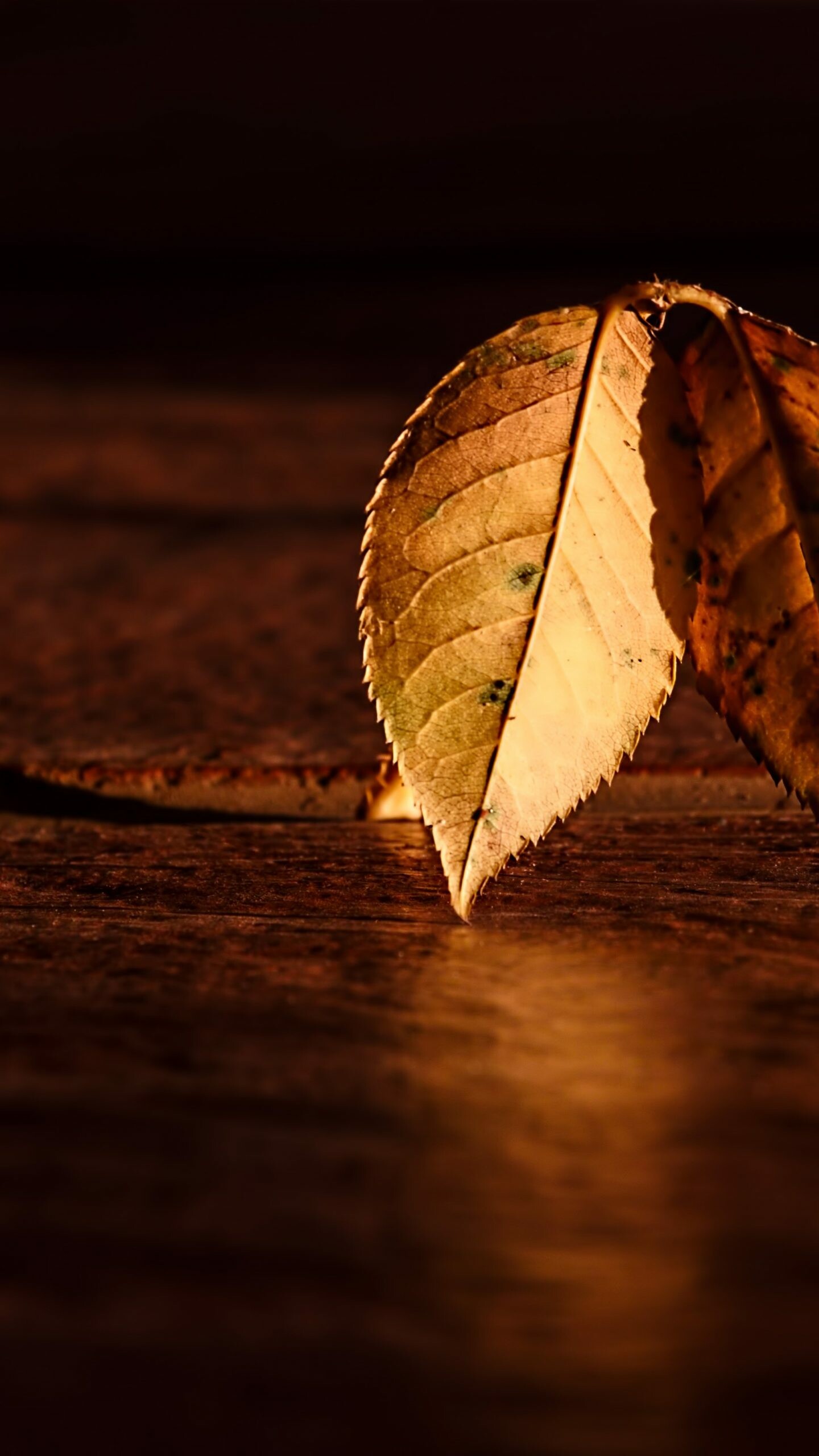 Leaf Nature, Autumn leaf, Orange, Wood, 1440x2560 HD Phone