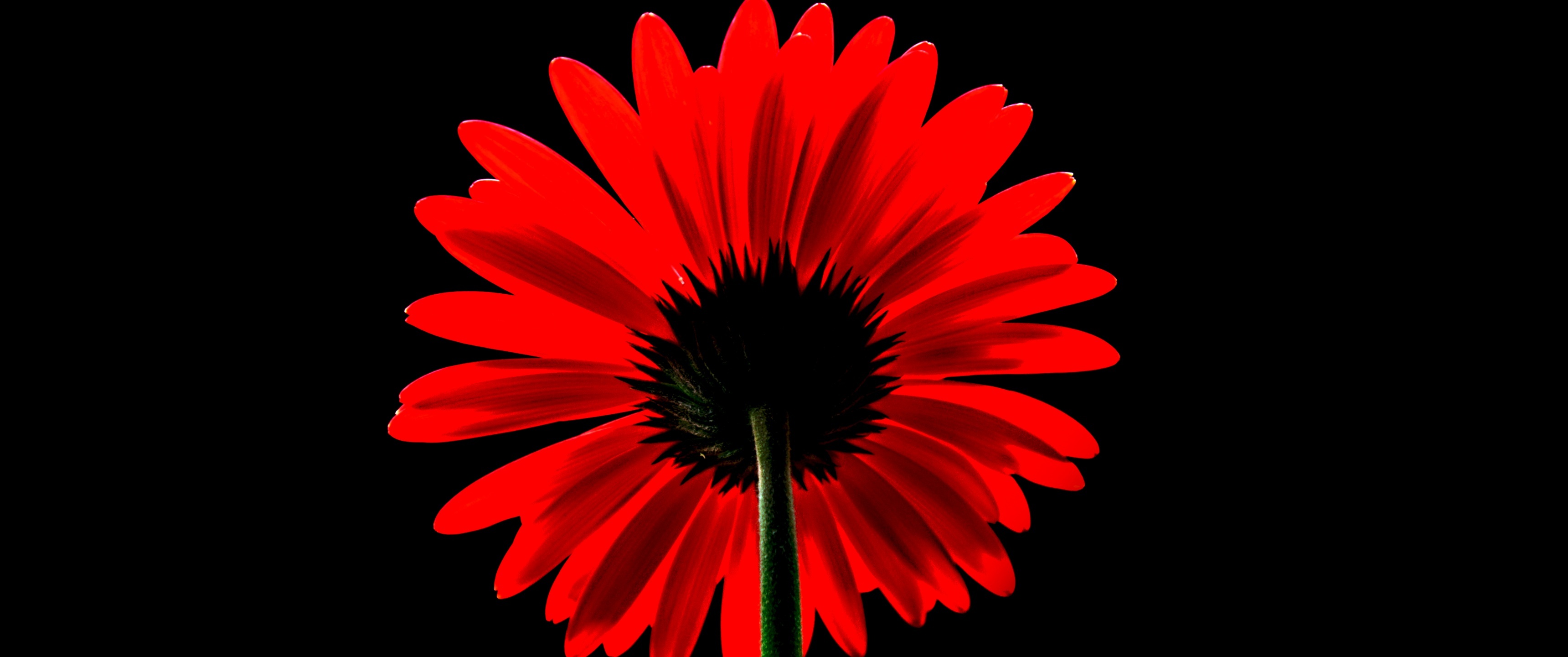 Red gerbera daisy, 4K wallpaper, Black background, Vibrant flowers, 3440x1440 Dual Screen Desktop