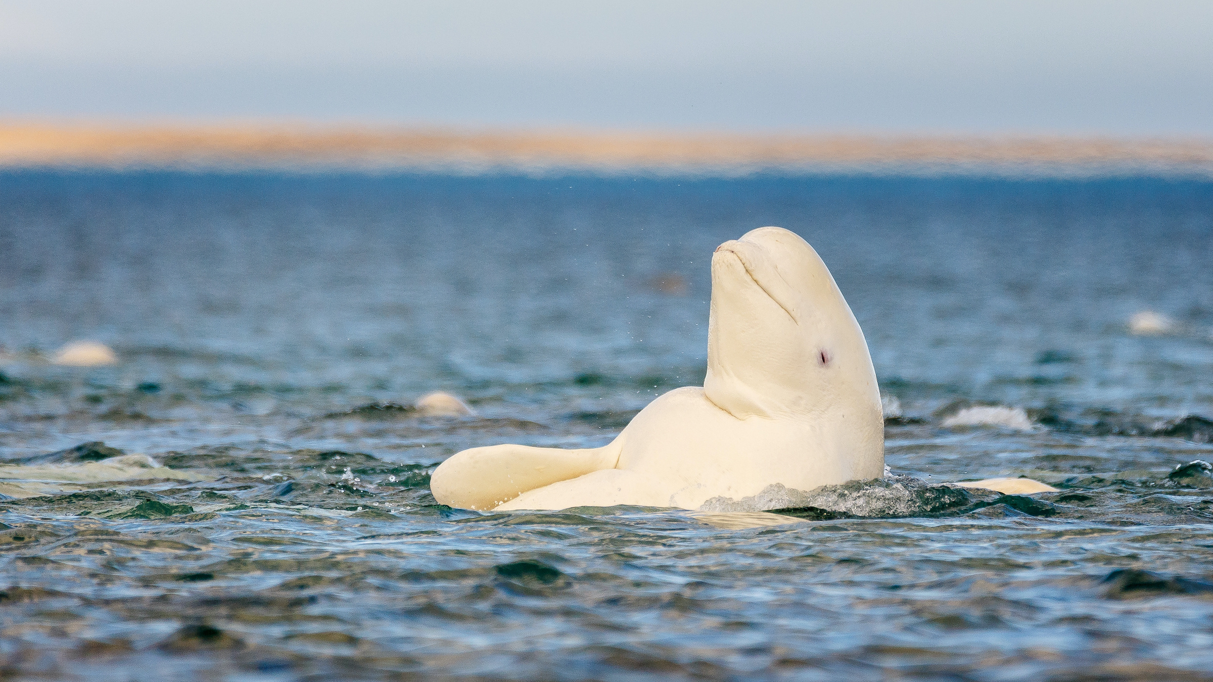 Lone Beluga Whale, Mysterious appearance, 1,500 miles away, Unexplained phenomenon, 2400x1350 HD Desktop