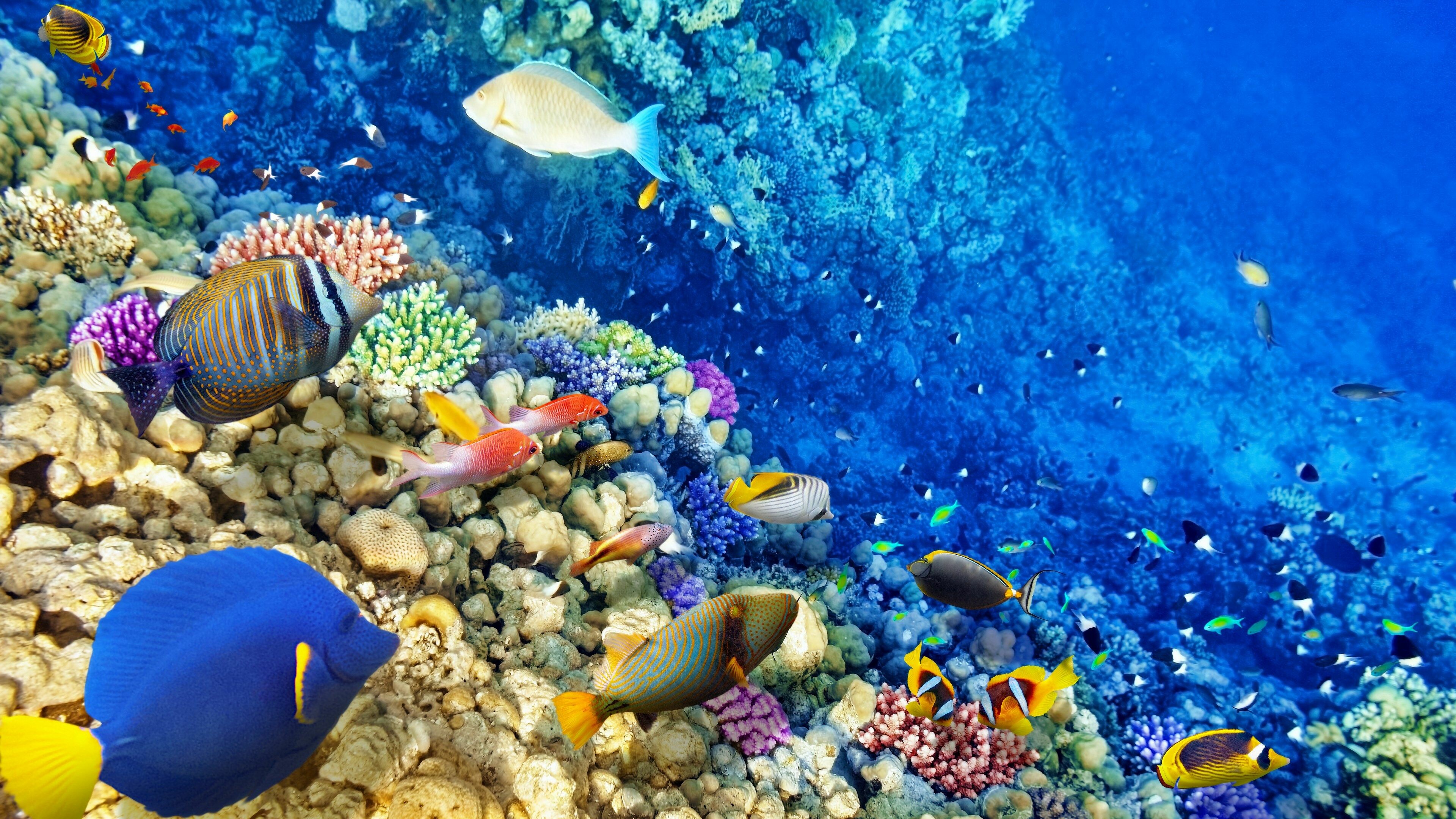 Great Barrier Reef, Reef wallpapers, 3840x2160 4K Desktop