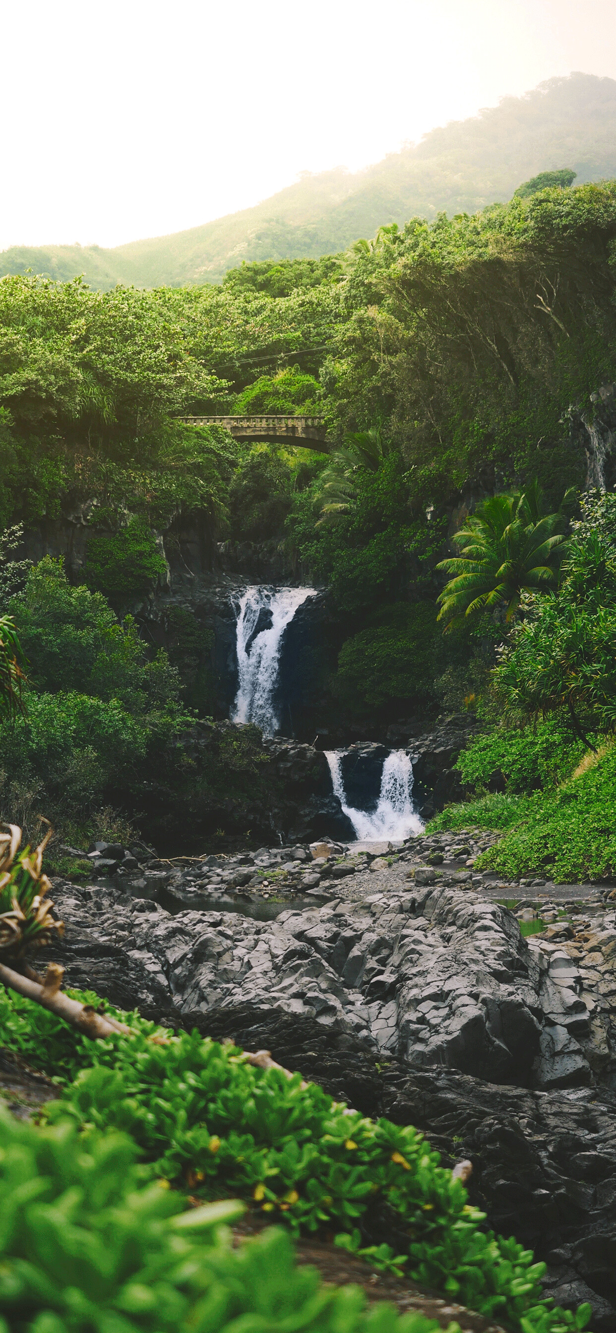 Rainforest, Lush greenery, Tropical paradise, Exotic ecosystem, 1250x2690 HD Phone