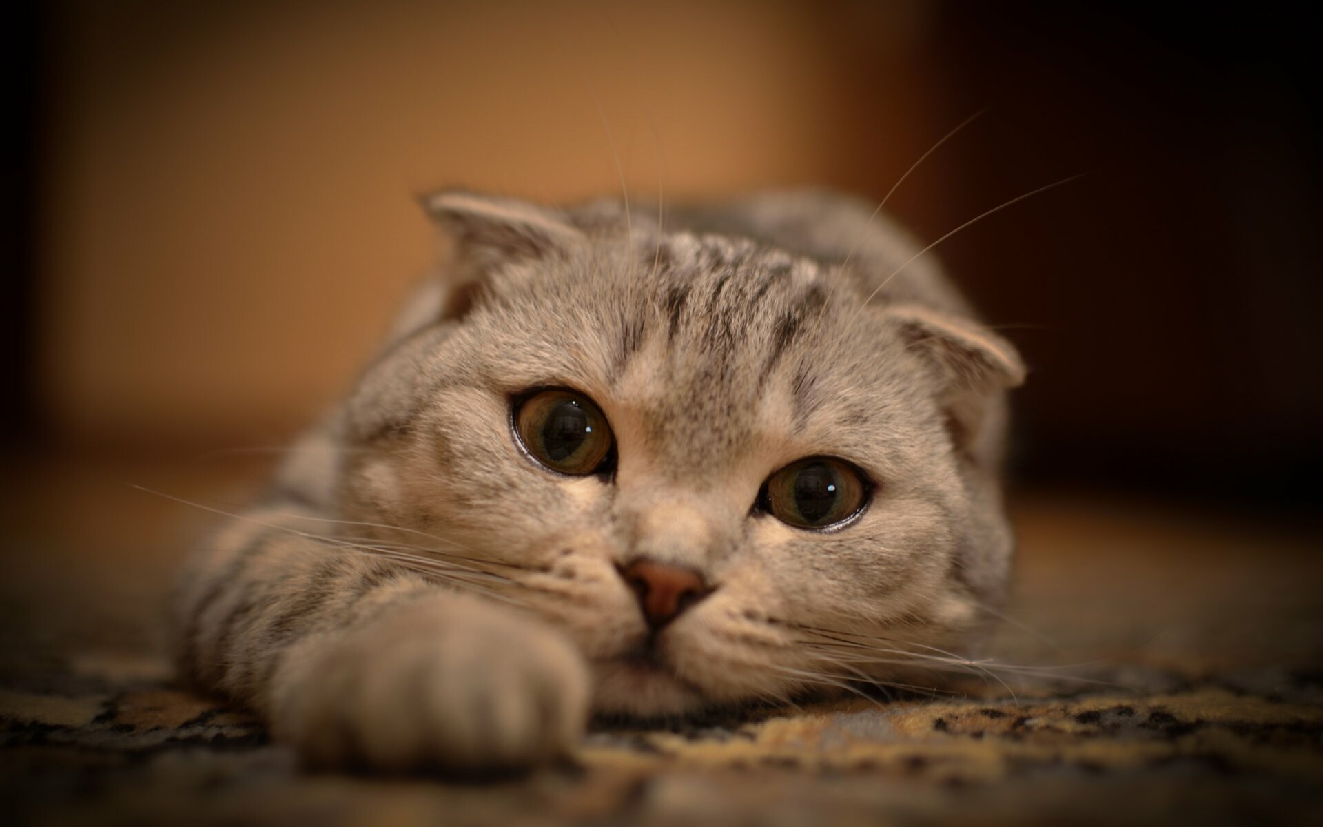 Scottish Fold, Scottish Fold HD wallpapers, Playful beauty, Cute and cuddly, 1920x1200 HD Desktop