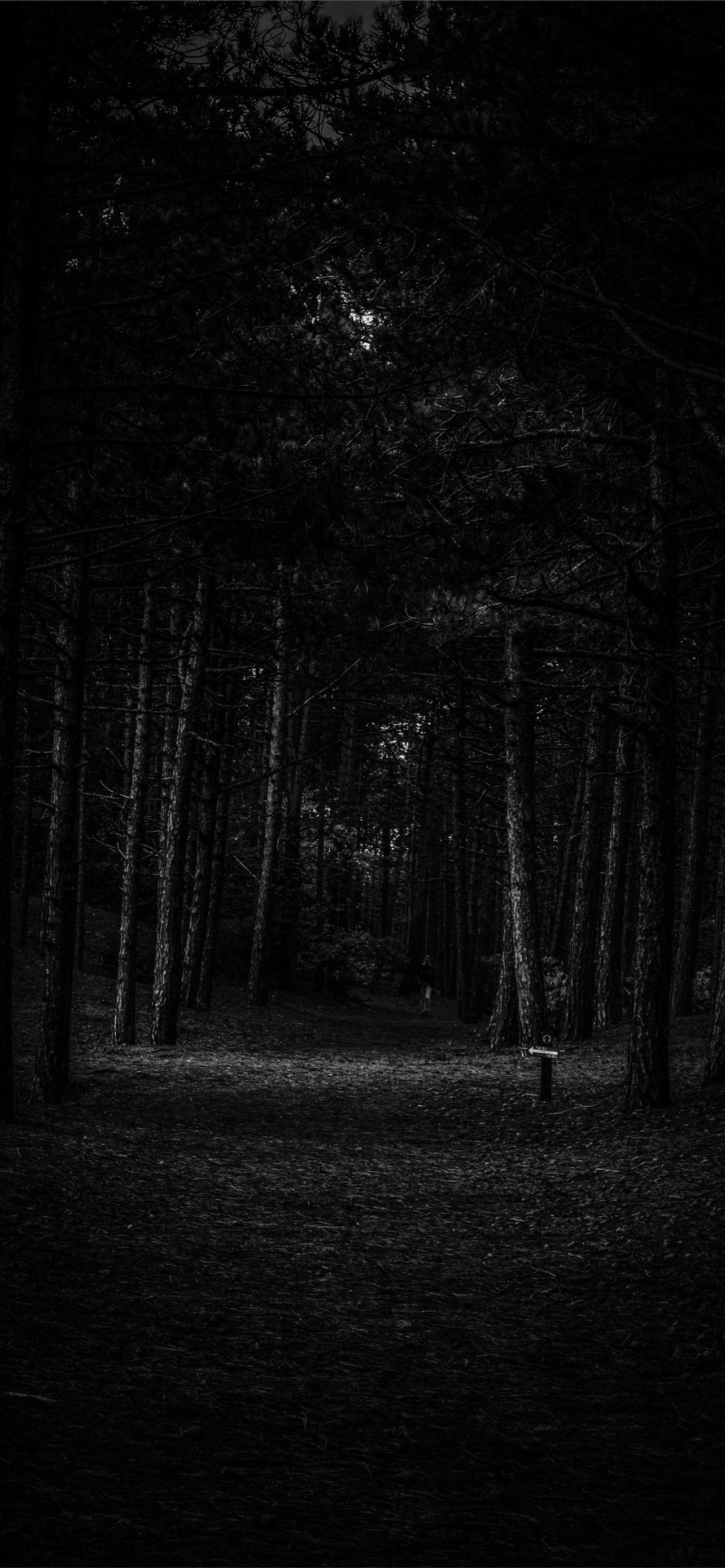 wooden trail signpost, dark pine forest path, monochrome pine tree trunks, HD Phone wallpaper