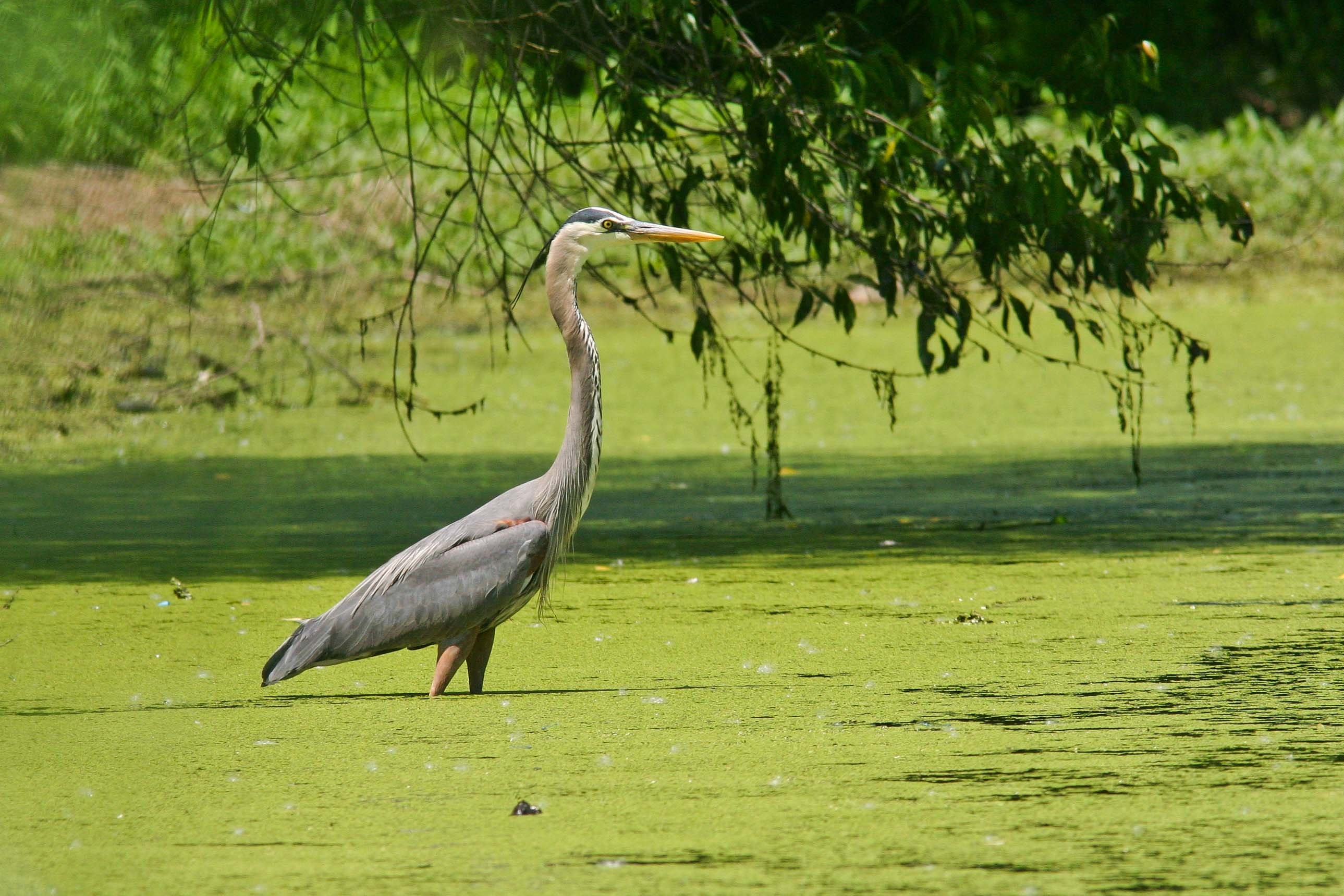 Mississippi National River, Herons Wallpaper, 2580x1720 HD Desktop