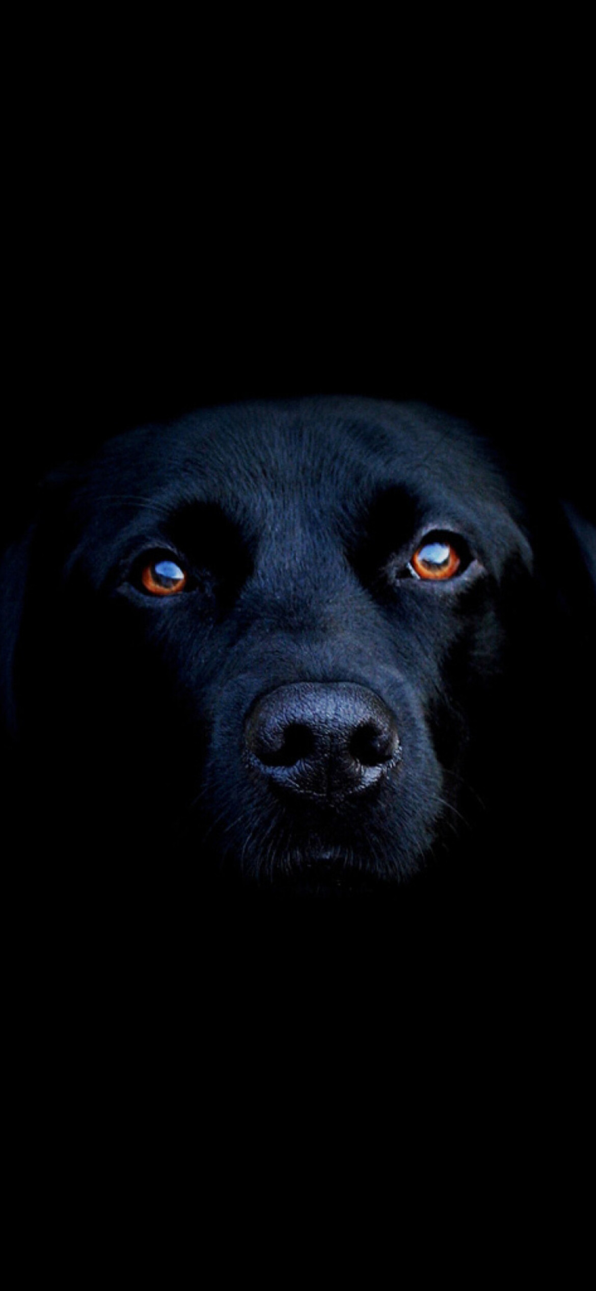 Black Lab Labrador Retriever, Sleek beauty, iPhone wallpaper, Beautiful breed, 1170x2540 HD Phone