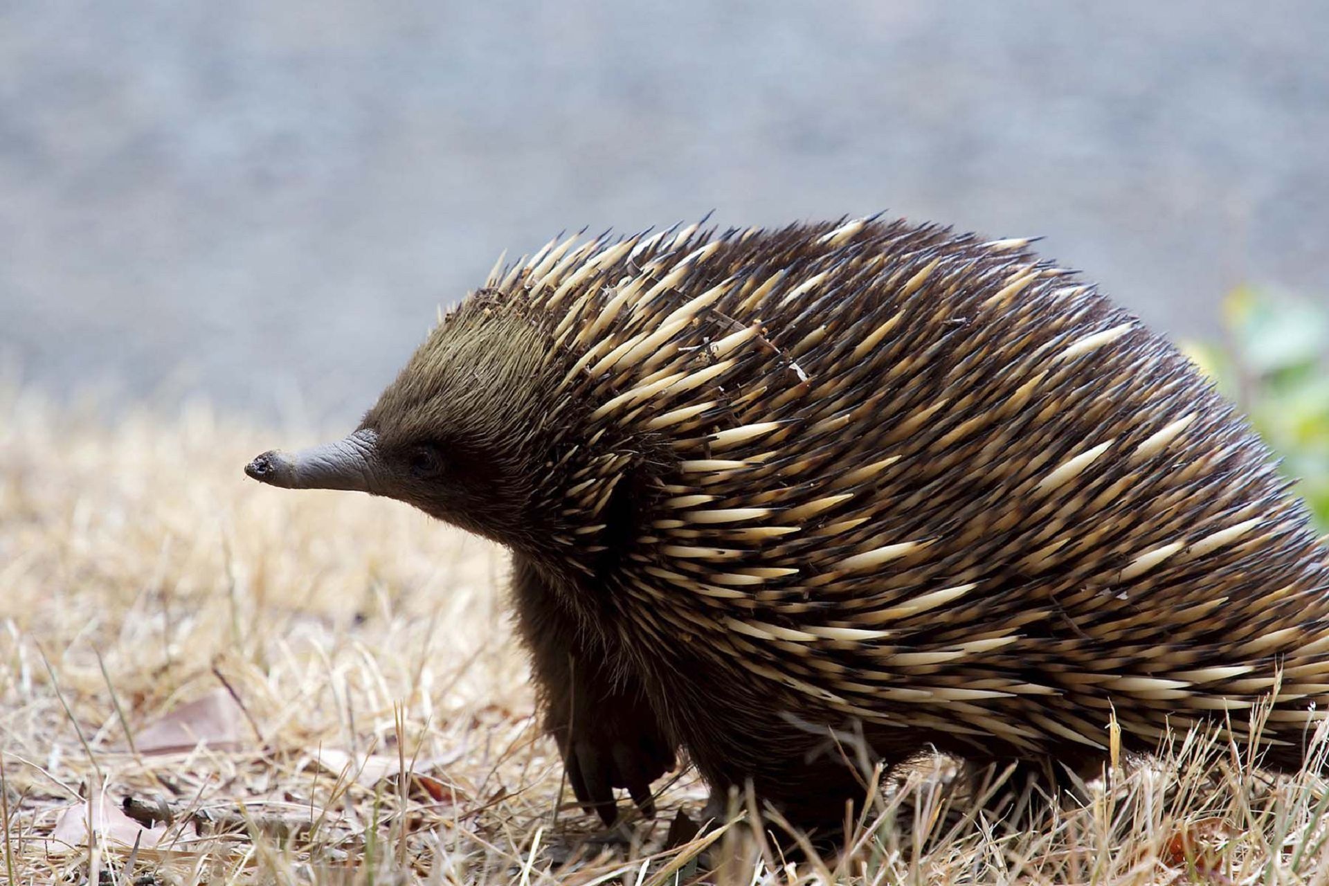 Echidna phone wallpaper, Awe-inspiring photo, Short-beaked monotreme, Mobile background, 1920x1280 HD Desktop