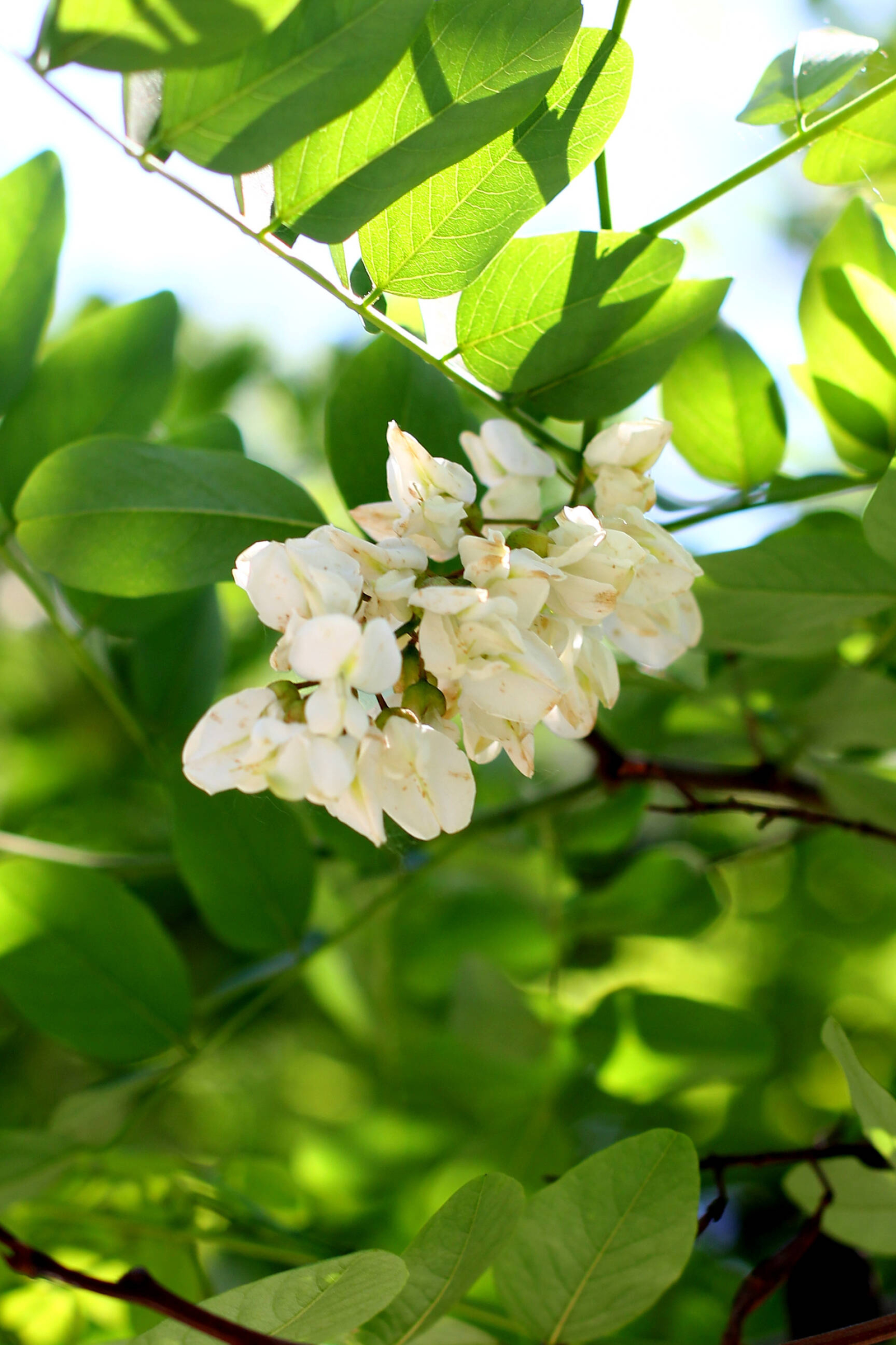Blossoming acacia, Bunch of flowers, Tree's beauty, Nature's masterpiece, 1920x2890 HD Phone