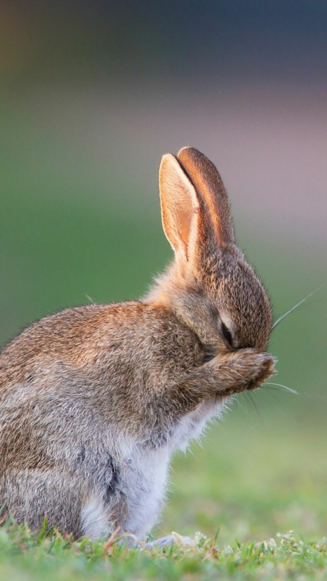 Rabbit wallpaper download, High-resolution rabbit images, 4K and HD bunnies, Superior quality, 1080x1920 Full HD Phone