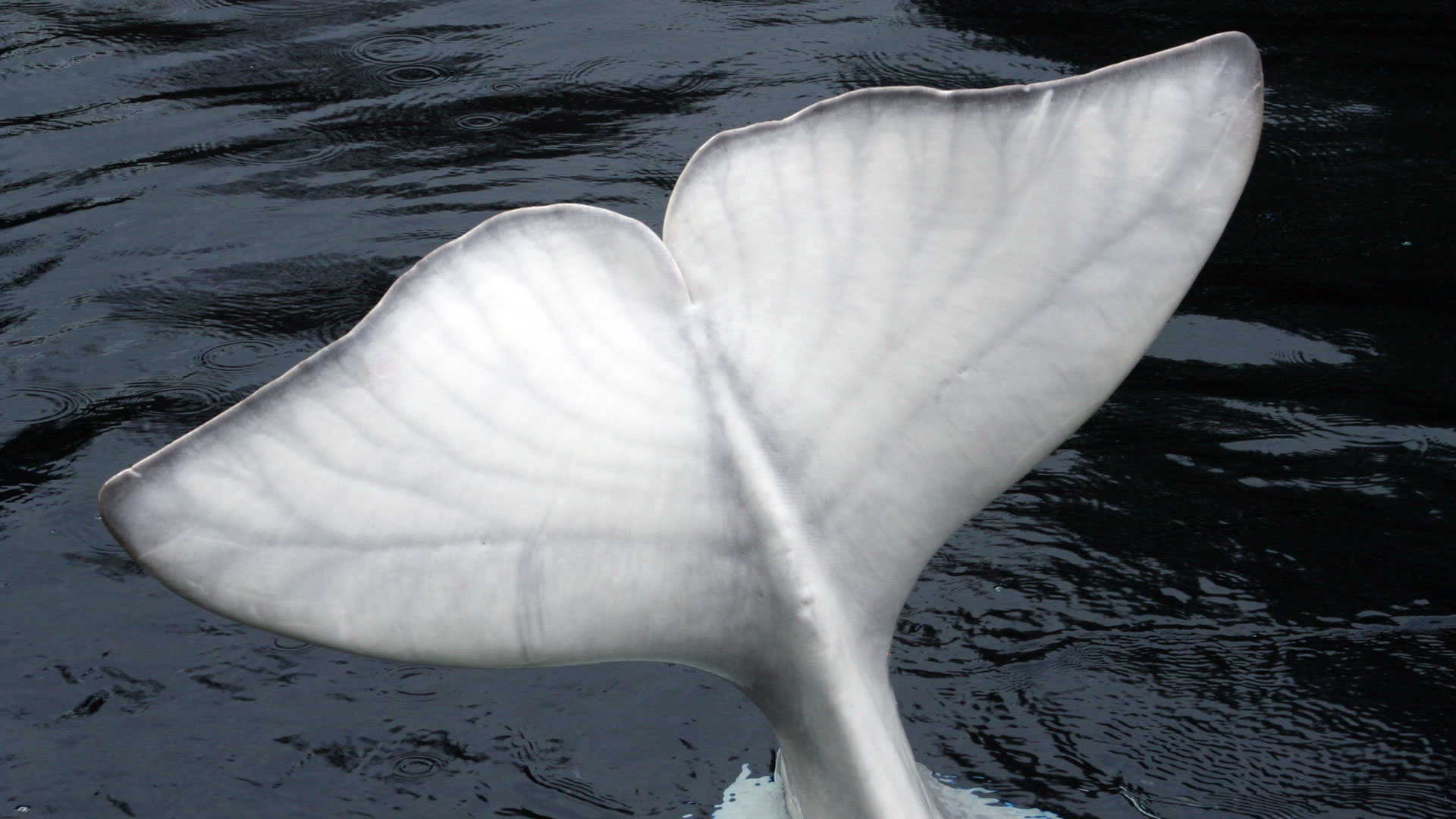 Beluga Whale, Enchanting wildlife encounter, Thrilling Arctic expeditions, Close encounters with marine life, 1920x1080 Full HD Desktop