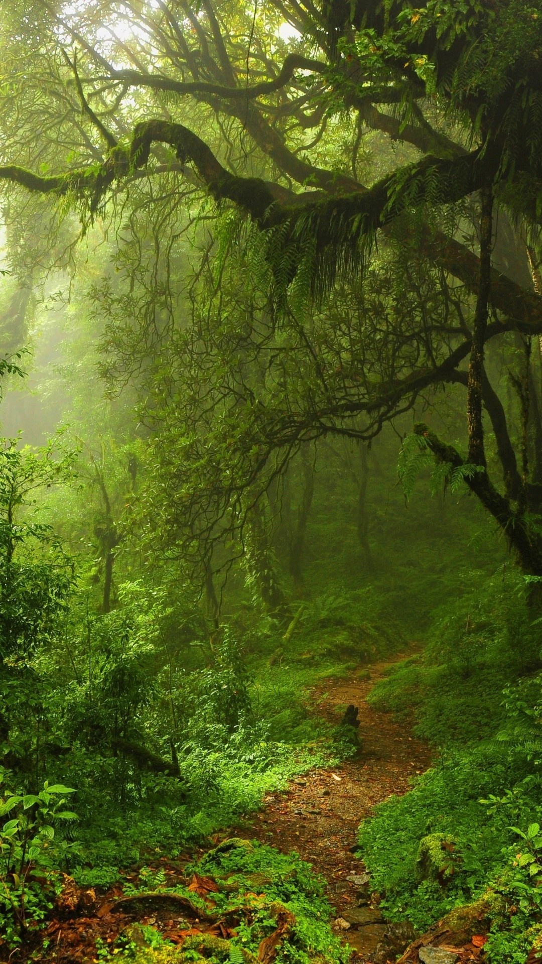 Summer forest wallpaper, Nature's hues, Sunlit greenery, Tranquil escape, 1080x1920 Full HD Phone
