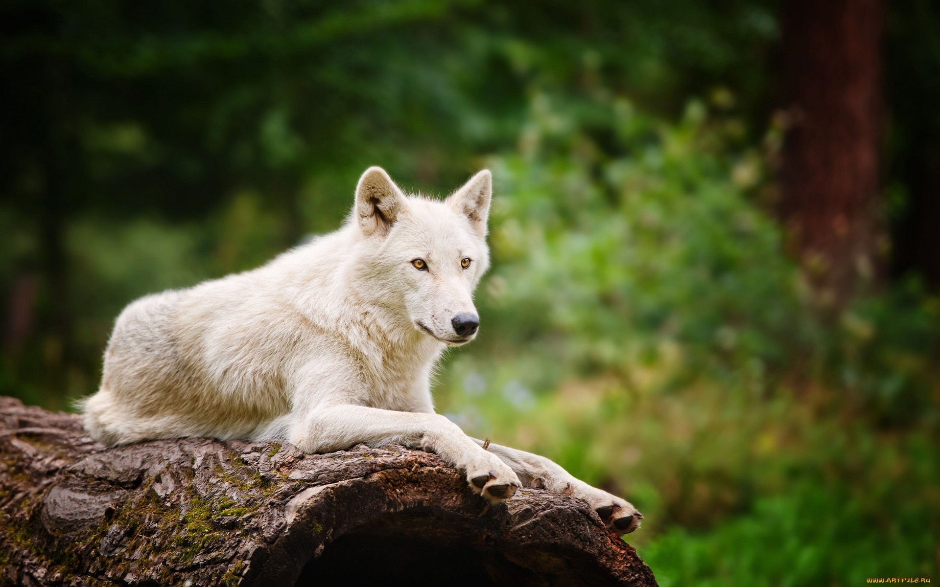 Graceful arctic wolf, Majestic presence, Stunning wallpaper, Captivating sight, 1920x1200 HD Desktop