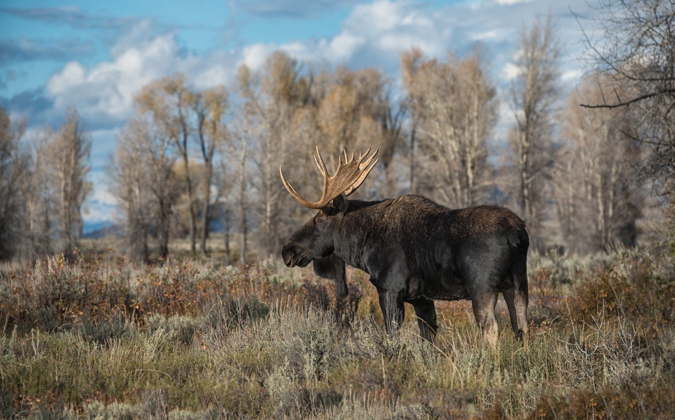 Incredible moose shots, Top quality wallpapers, Breathtaking backgrounds, Nature's gift, 2560x1600 HD Desktop