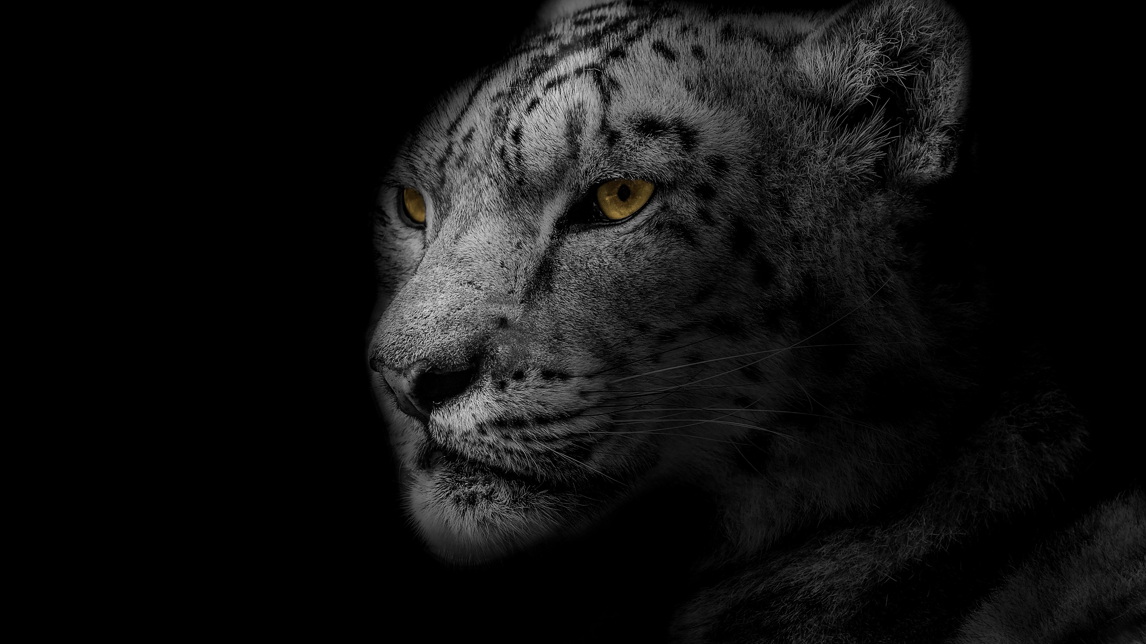 Glowing eyes, Snow Leopards Wallpaper, 3840x2160 4K Desktop