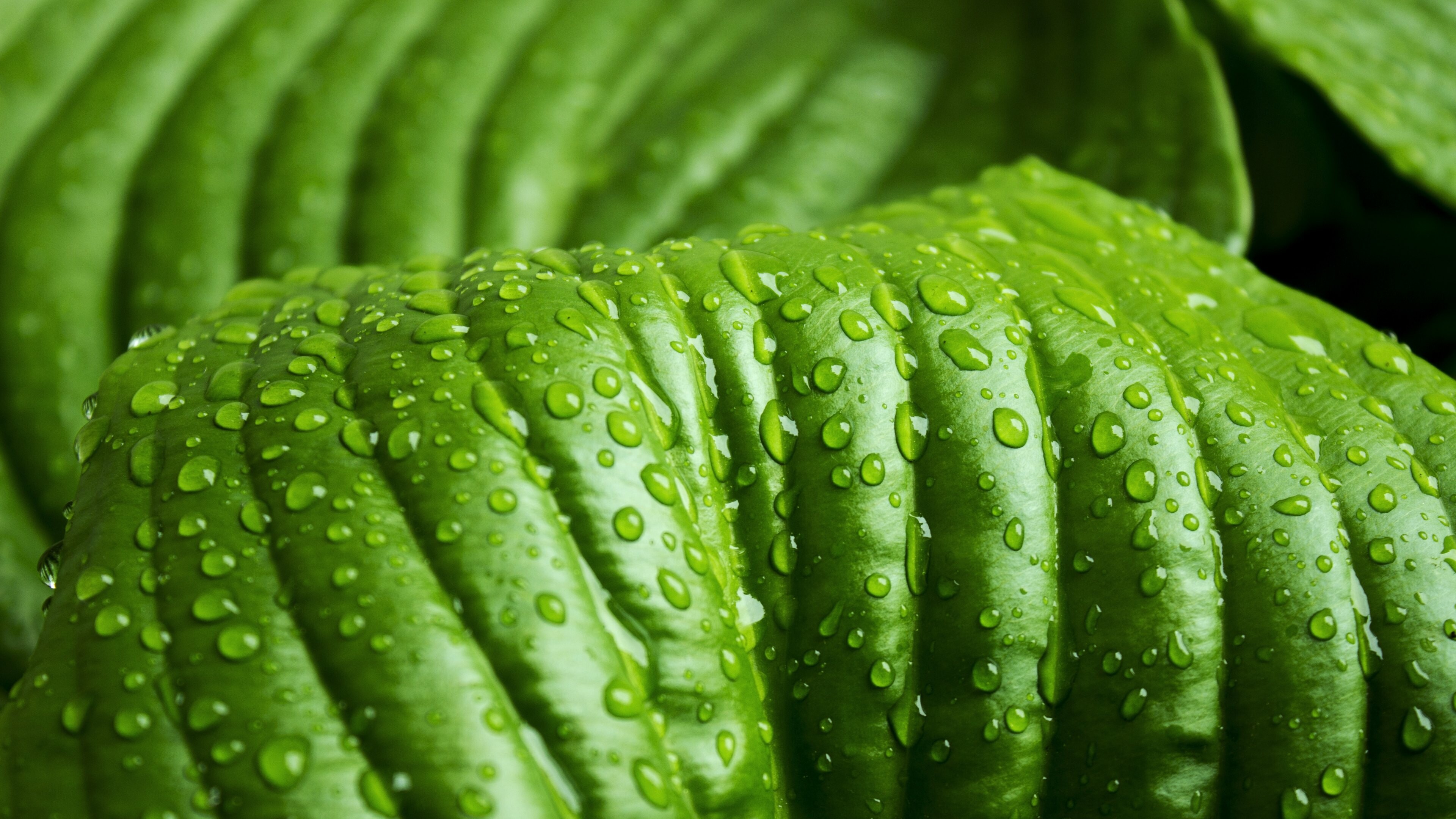 Watery leaf, Drops leaf, Free download, 3840x2160 4K Desktop