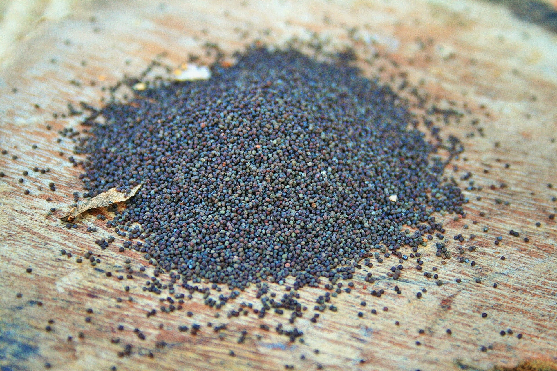 Poppy Seeds, Allergic reactions, Sensitivity symptoms, Lifestyle adjustments, 1920x1280 HD Desktop