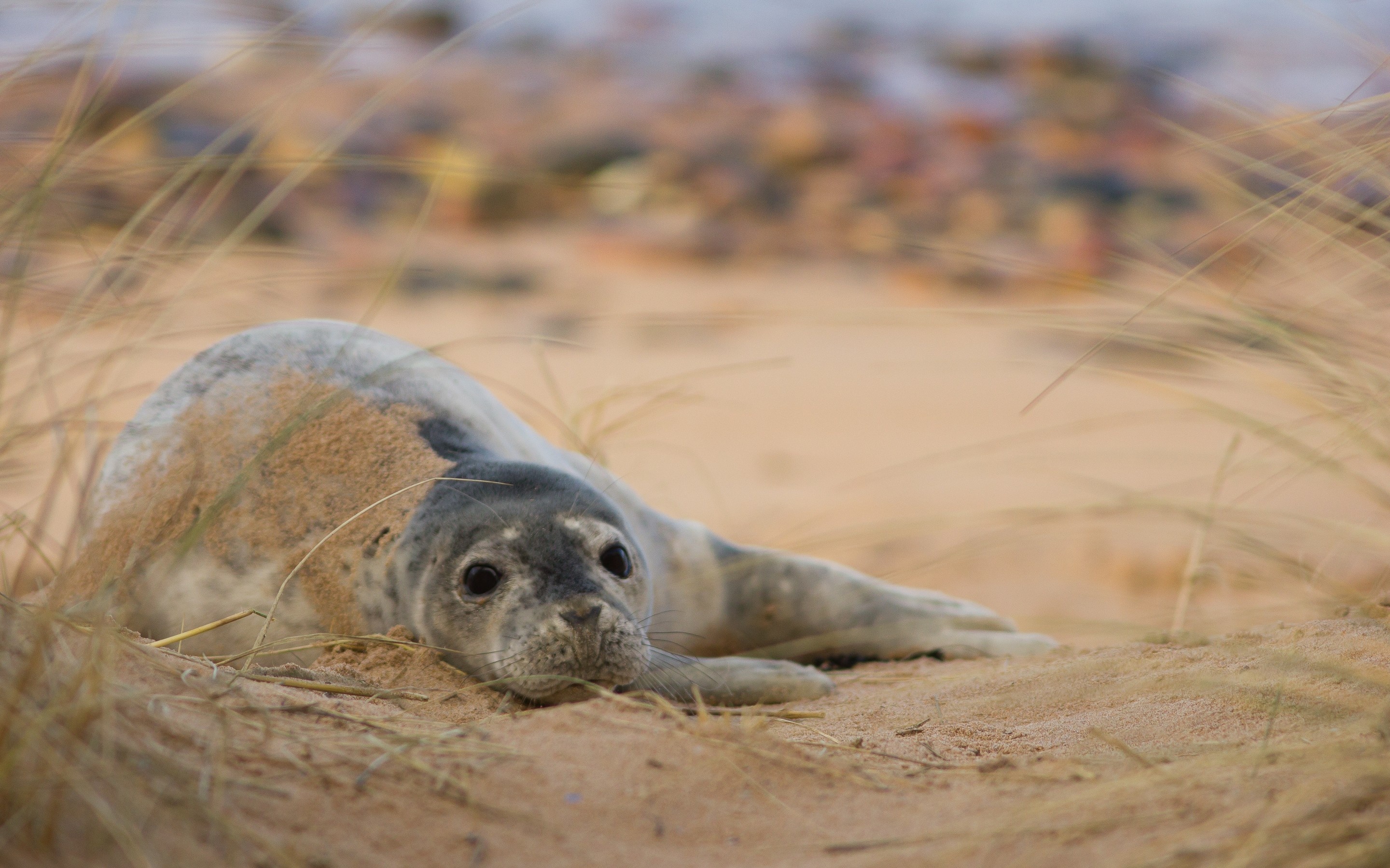 Various seal wallpapers, Wide selection, Beautiful seal images, Wallpaper variety, 2880x1800 HD Desktop