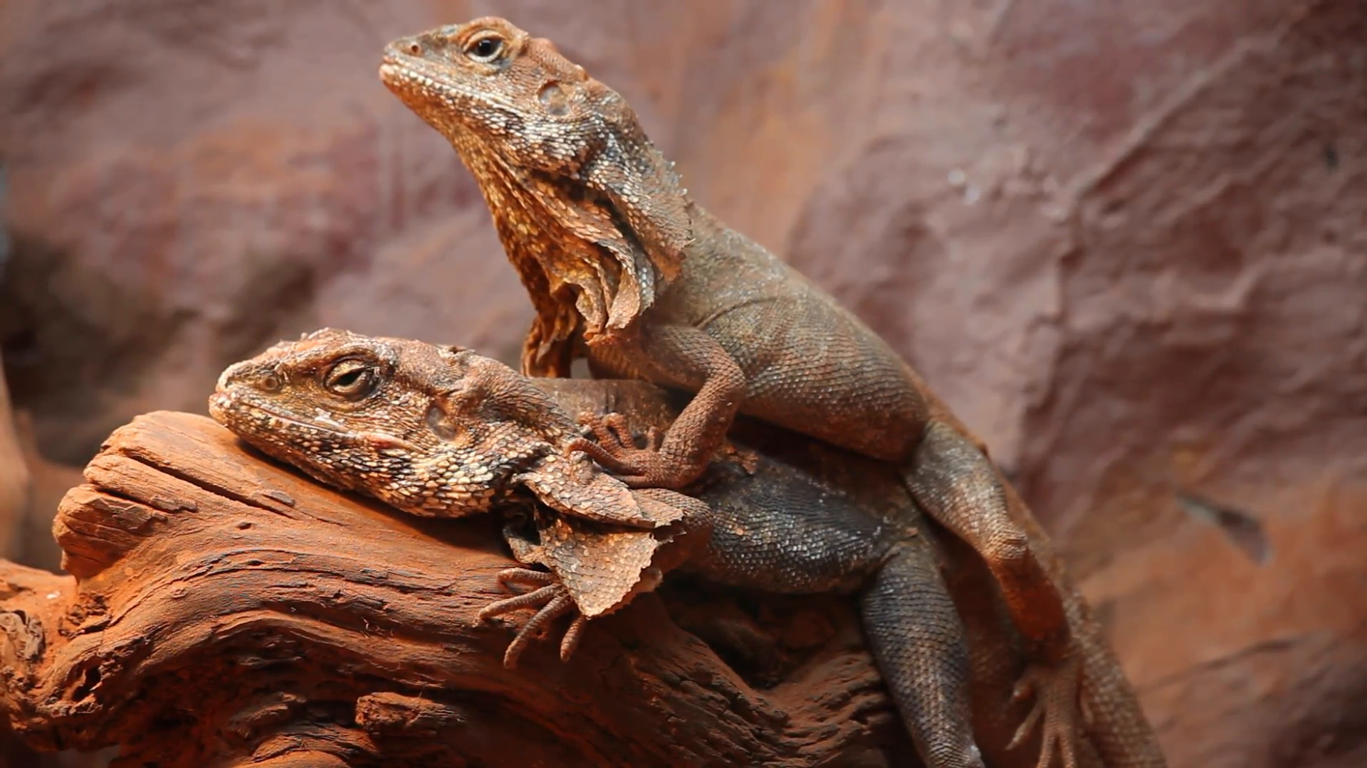 Frilled neck lizard, Exquisite reptiles, Lizard marvel, Nature's beauty, 1920x1080 Full HD Desktop