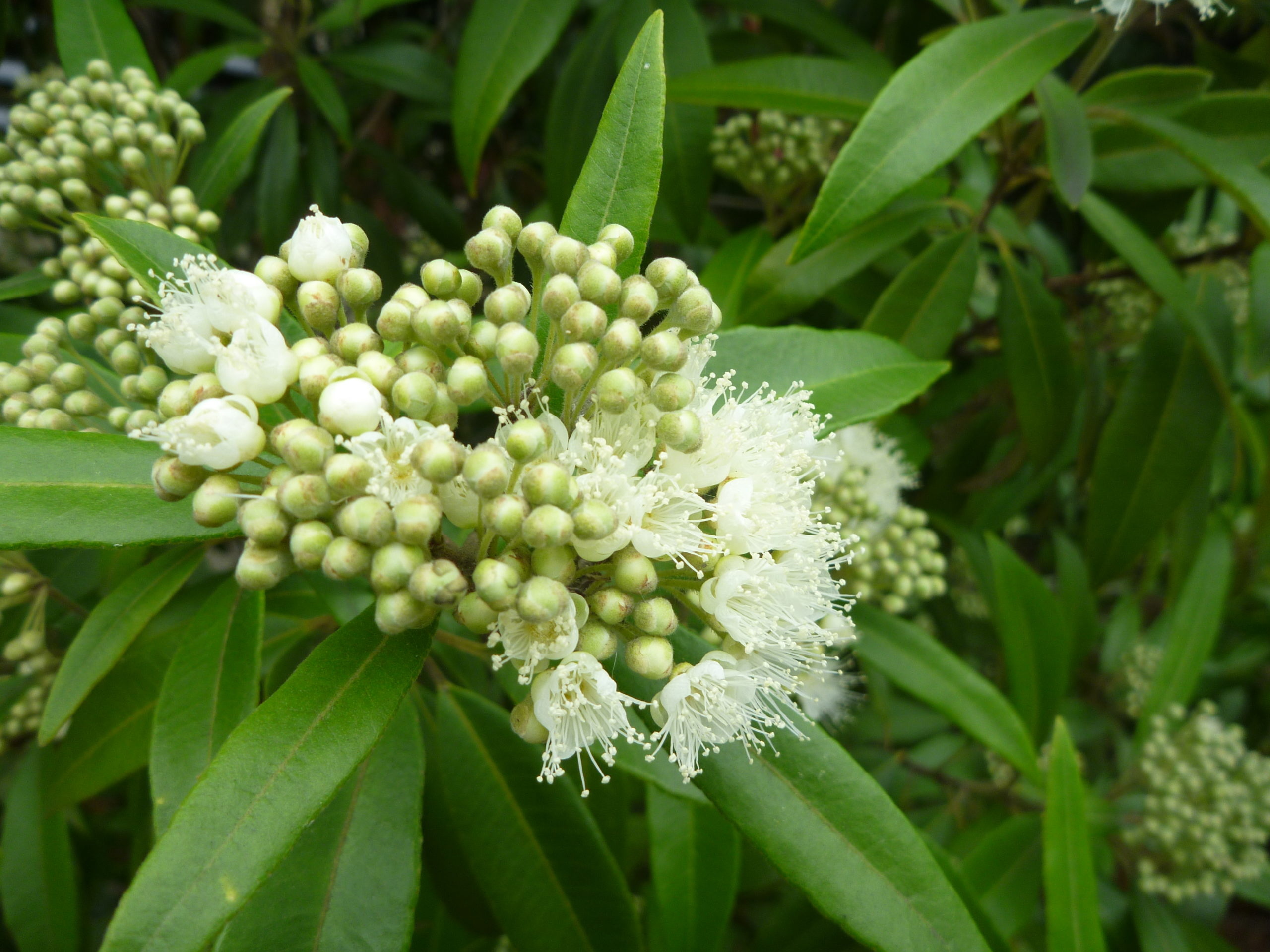 Myrtle Herb, Australian essential oil, Natural heritage, Distillation process, 2560x1920 HD Desktop