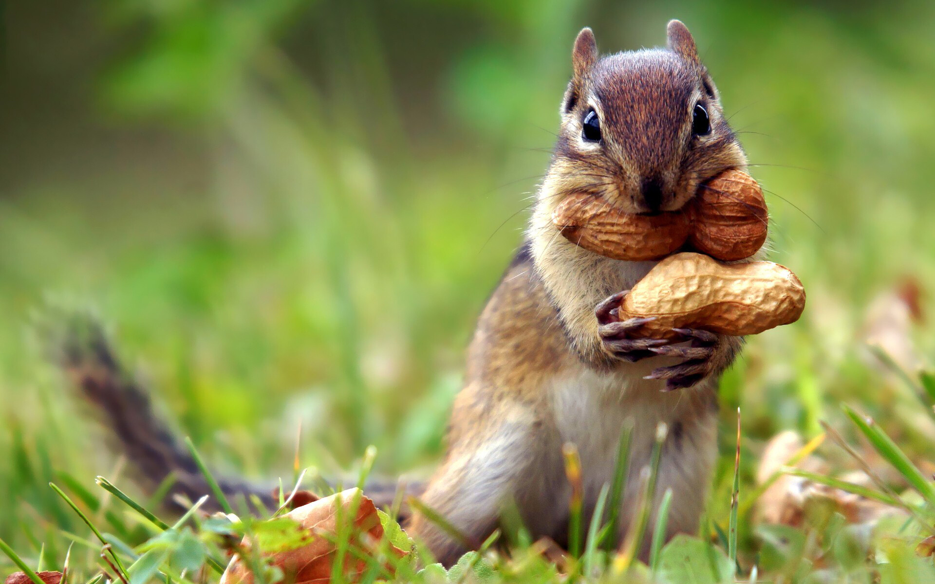 Squirrel wallpapers, Beautiful and vibrant, Nature's wonders, Forest, 1920x1200 HD Desktop