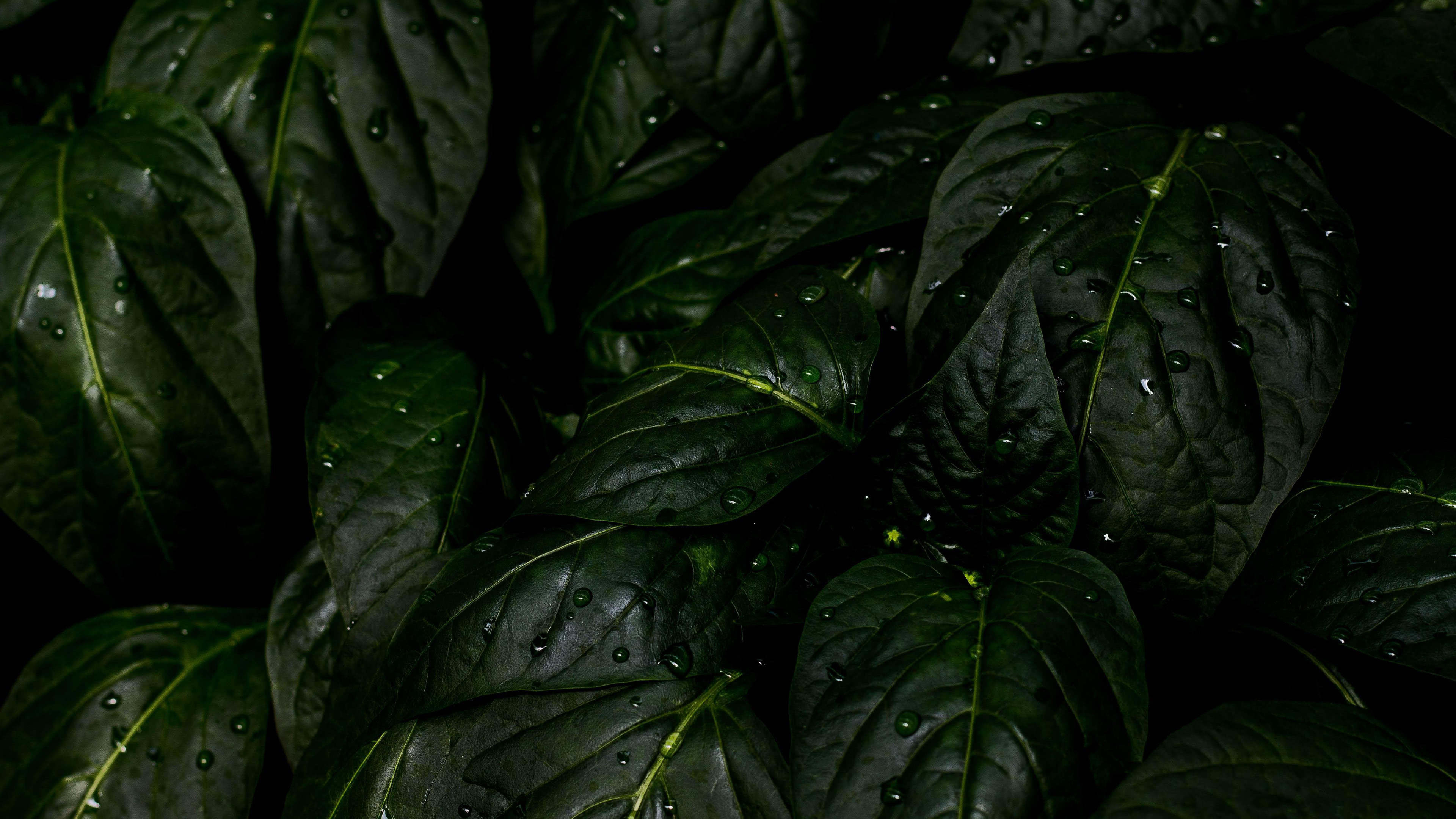 Green Leaf, Rain drops leaves, UHD 4K wallpaper, Desktop mobile tablet, 3840x2160 4K Desktop