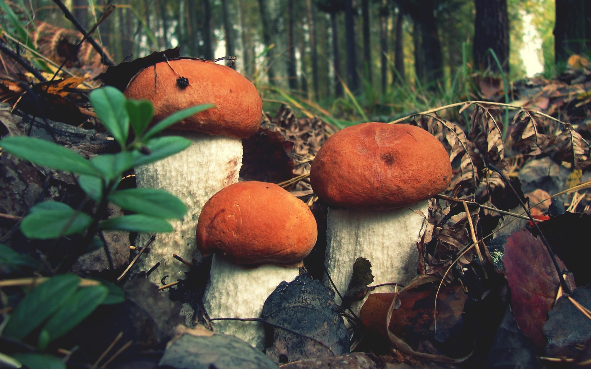 Leccinum aurantiacum, Forest Mushrooms Wallpaper, 1920x1200 HD Desktop