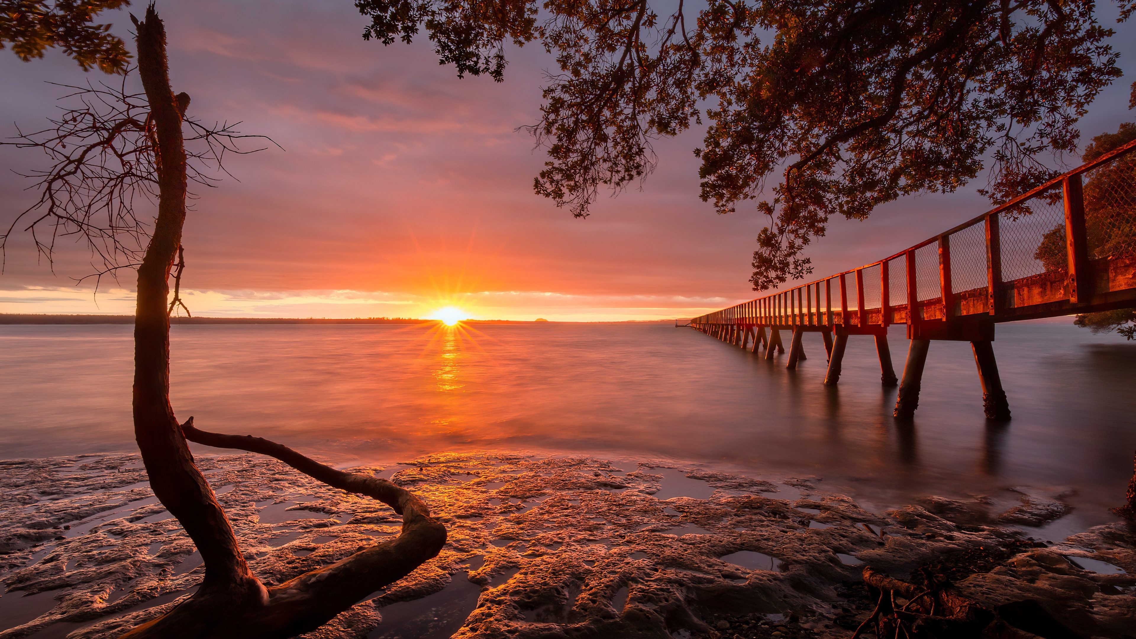Cornwallis Wharf boardwalk, Manukau Harbour sunset, Gnarled pohutukawa tree, 4K Desktop wallpaper
