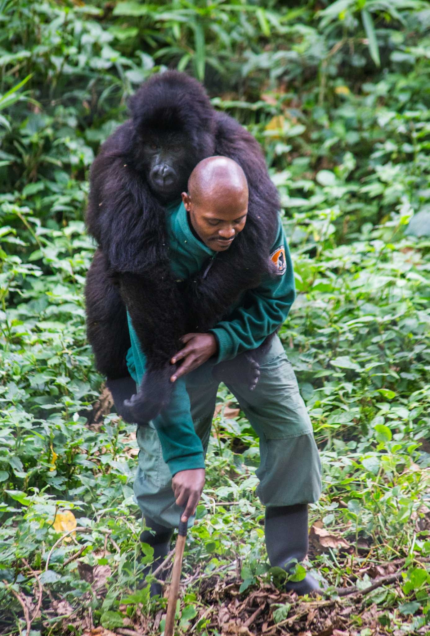 Virunga National Park, Gorilla trekking, Congo, Travel, 1390x2050 HD Phone