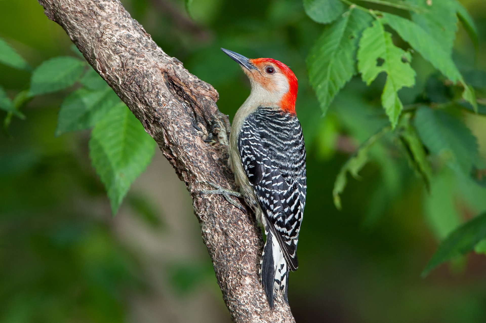 Woodpecker, Animals, Wolves, Art, 1920x1280 HD Desktop