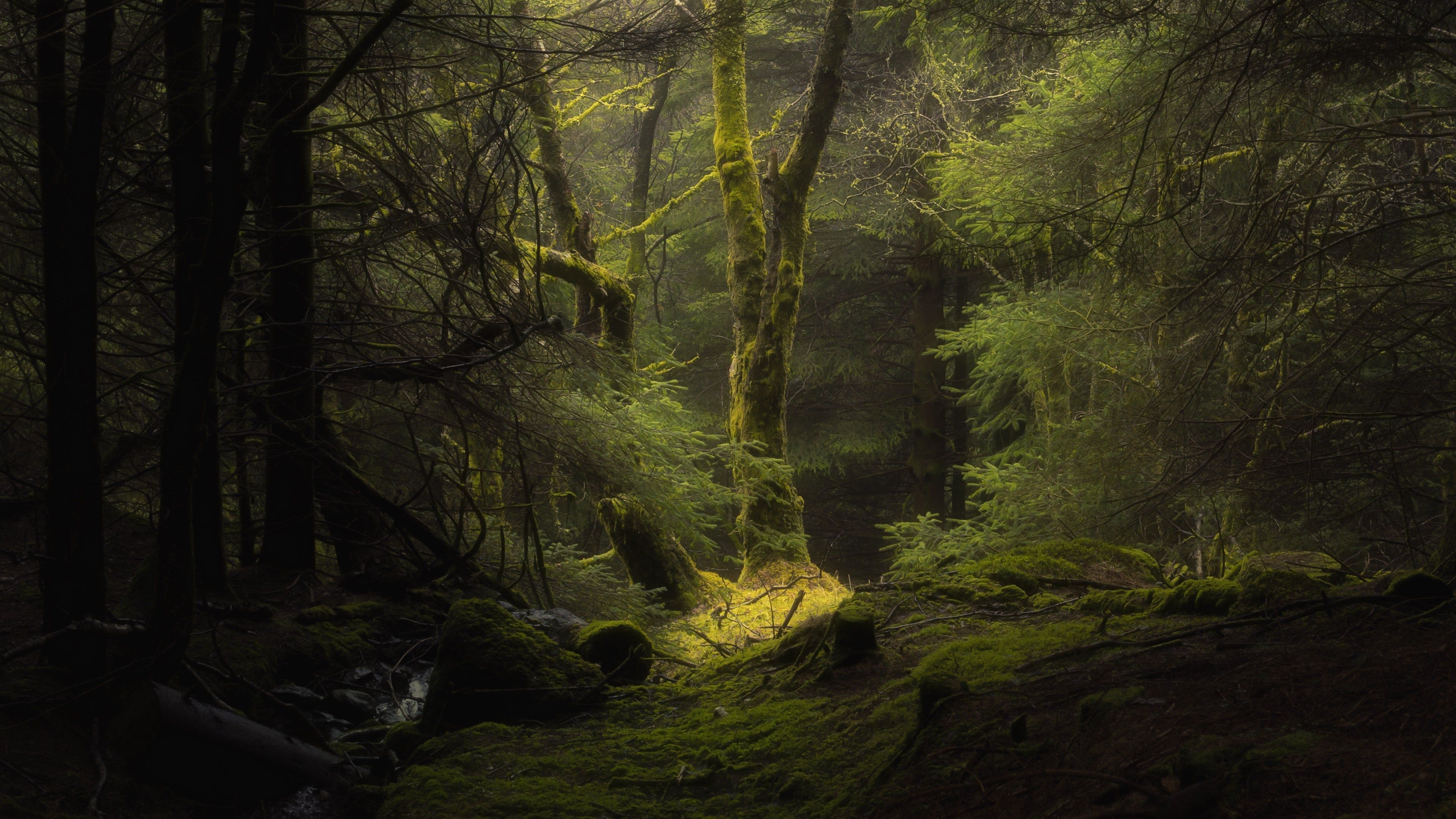 Fangorn, Movies, Tree, Wallpapers, 3840x2160 4K Desktop