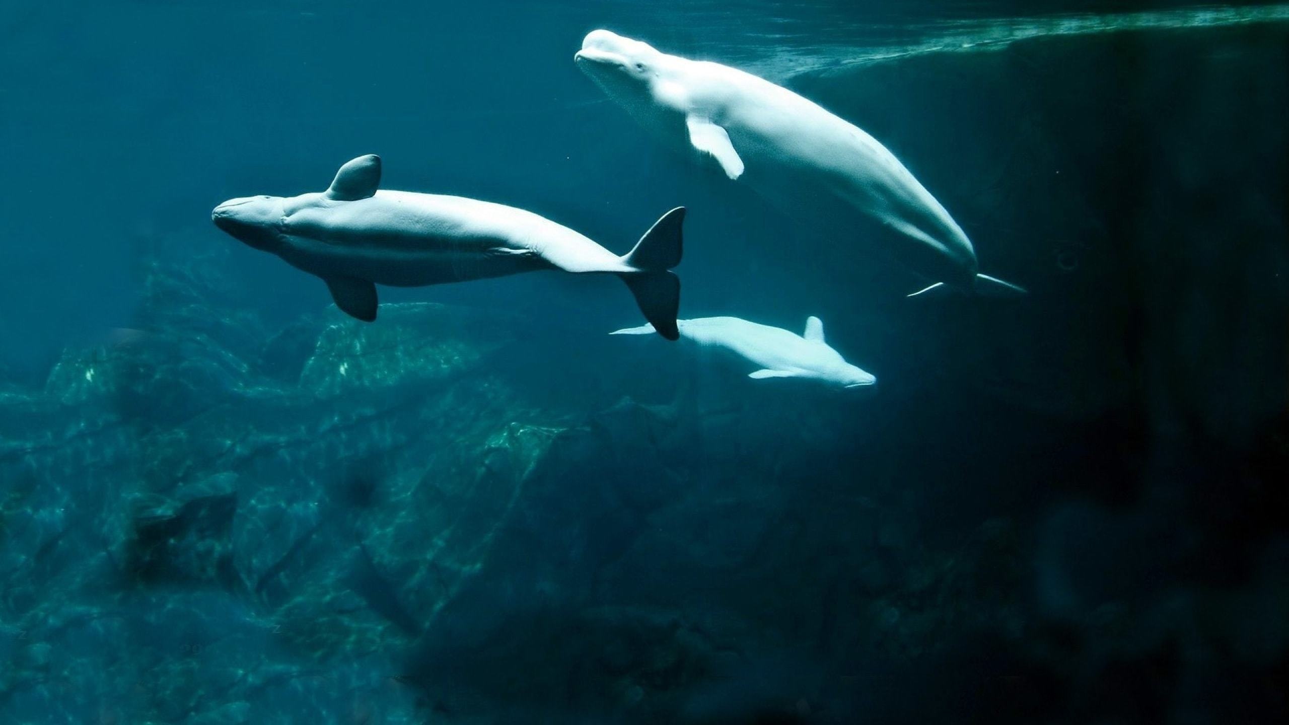 Beluga Whale, Majestic marine mammal, Arctic dweller, Echolocation specialist, 2560x1440 HD Desktop