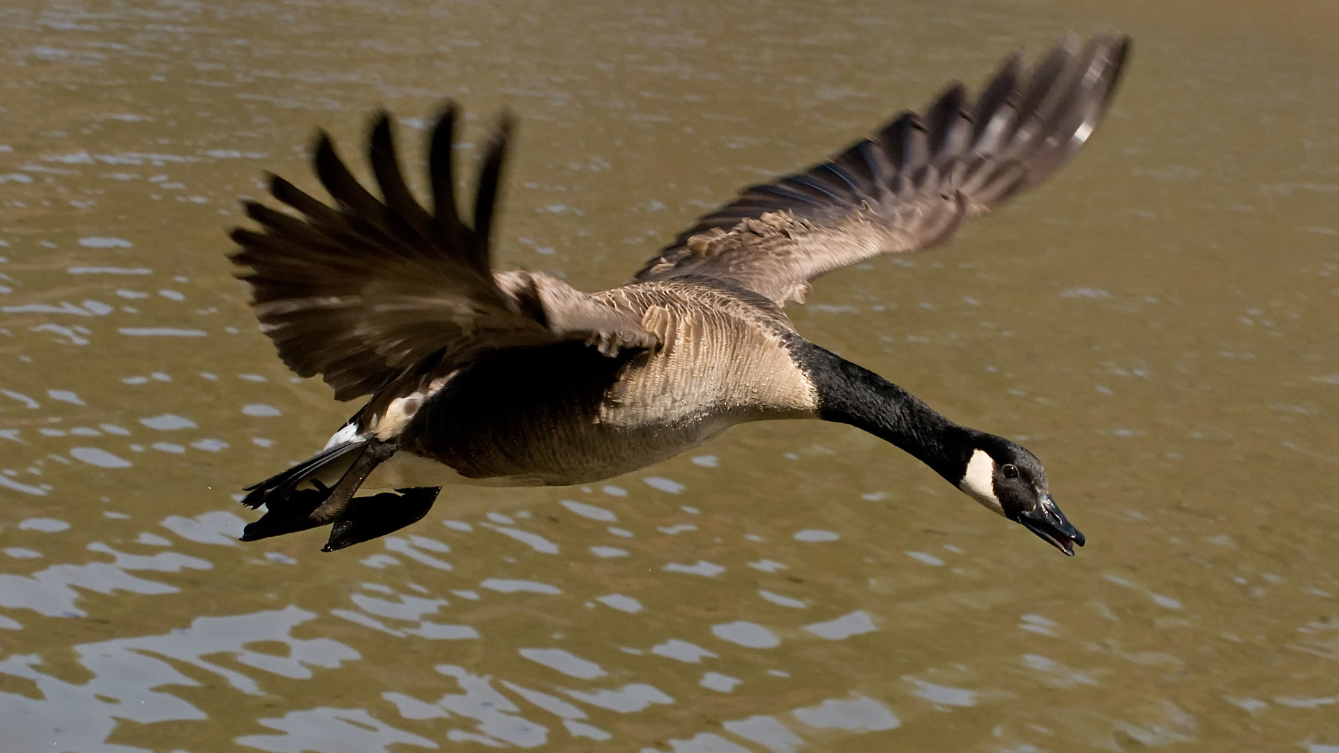 Canada Goose wallpaper, High resolution, ID number, Stunning visuals, 1920x1080 Full HD Desktop