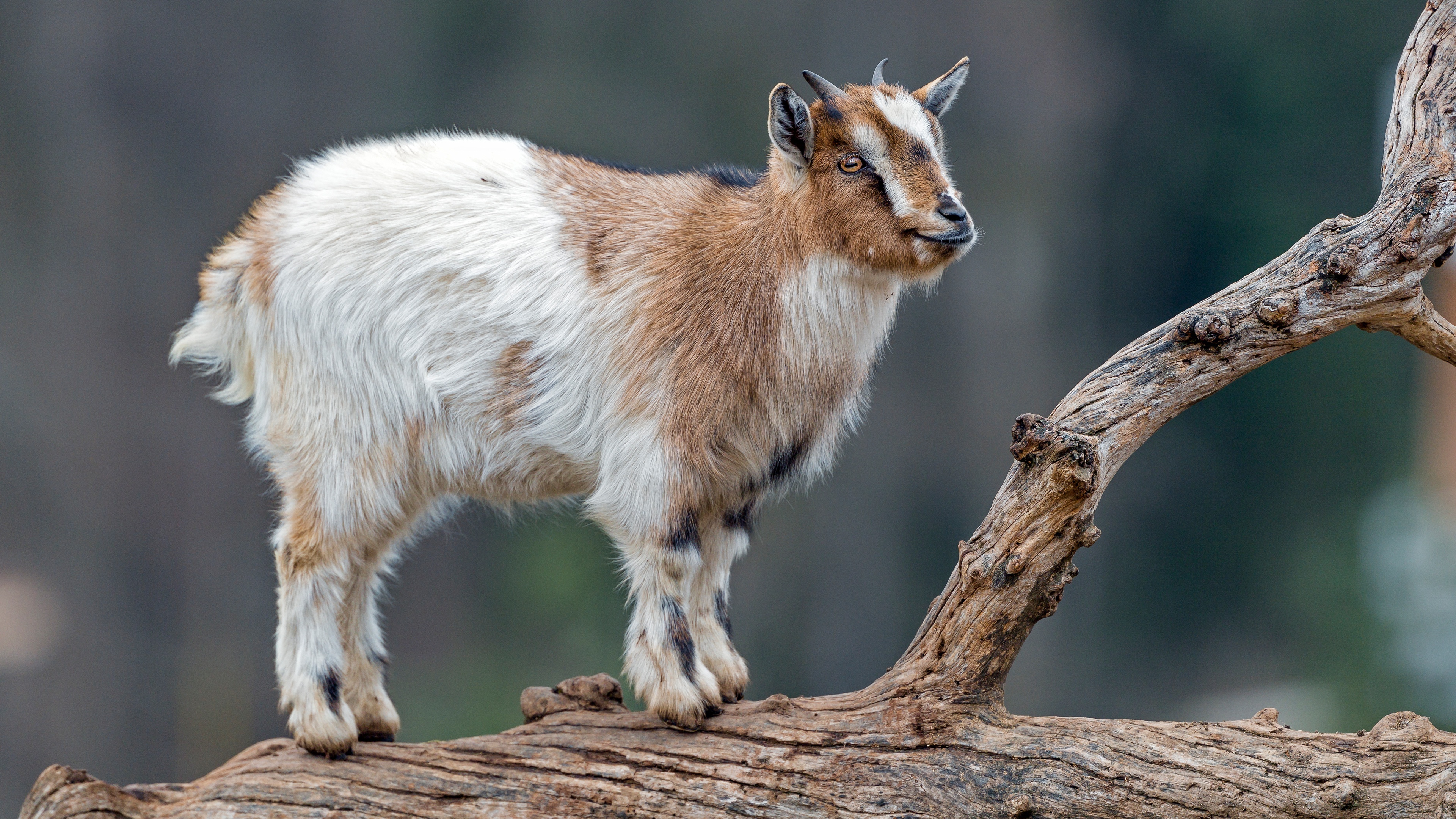 Goat, Immersive 4K, Crystal-clear detail, Stunning visuals, 3840x2160 4K Desktop