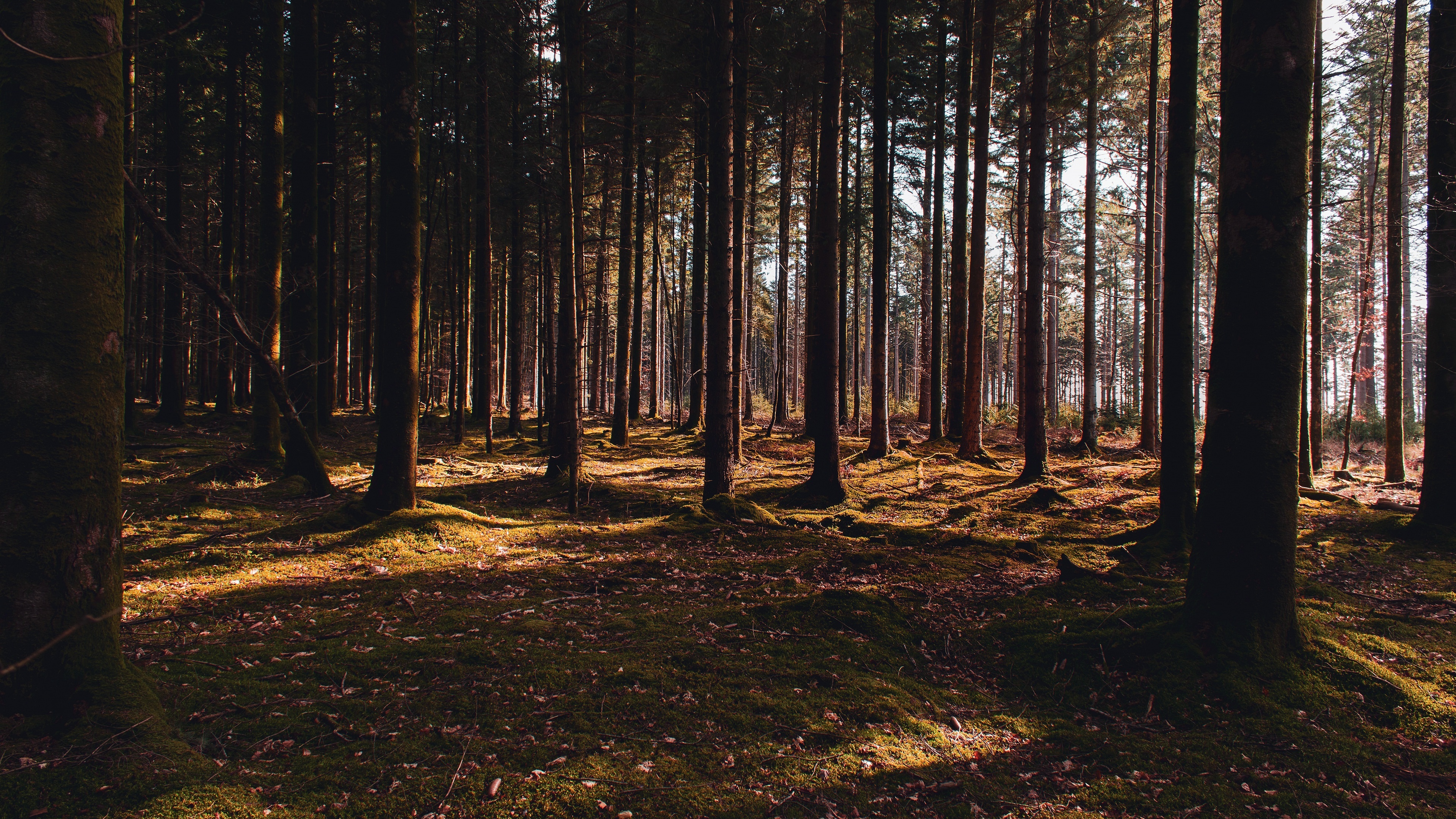 dense conifer forest, mossy forest floor, dappled morning sunlight, 4K Desktop wallpaper