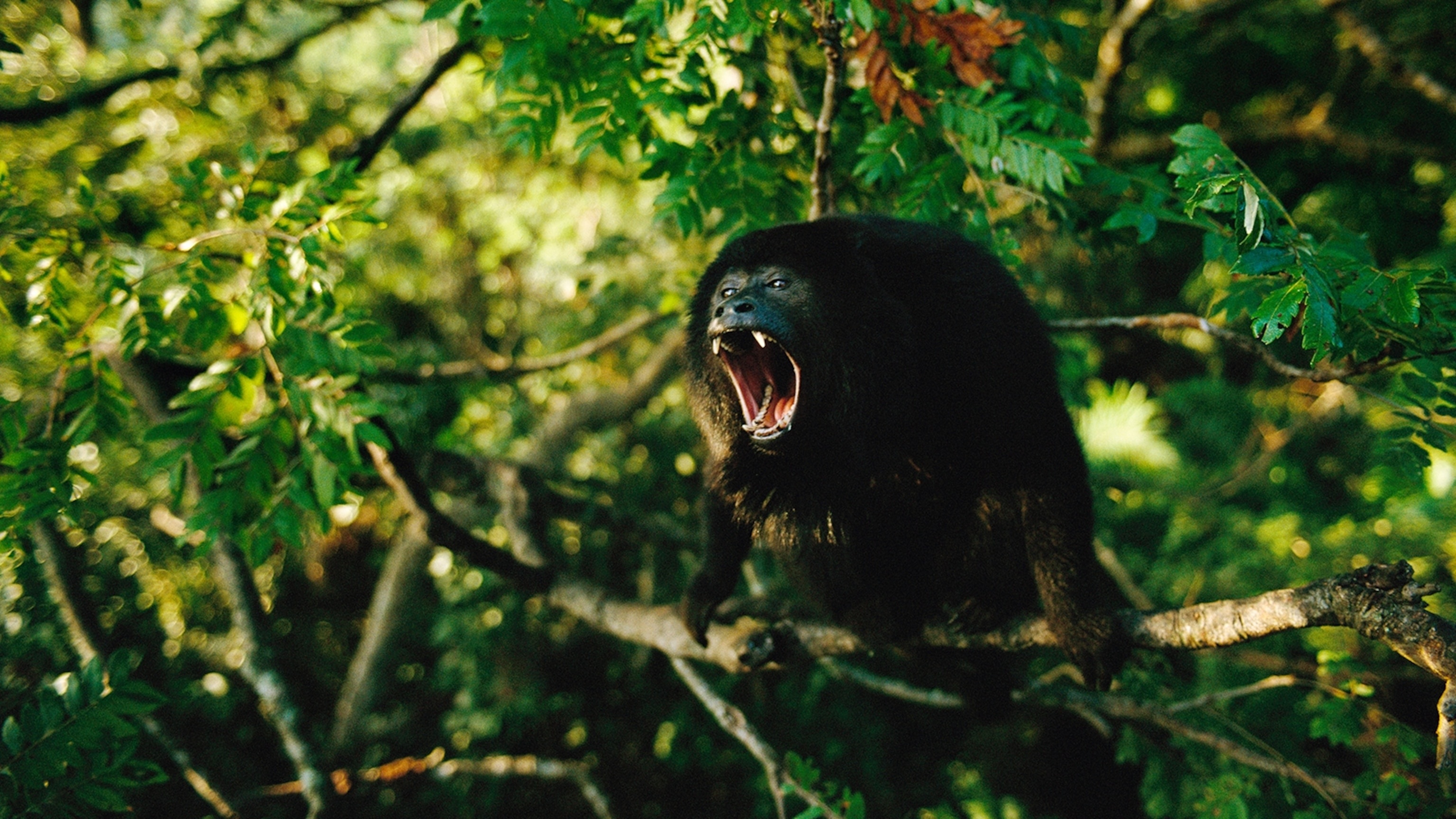 The black, Howler Monkey Wallpaper, 3080x1730 HD Desktop
