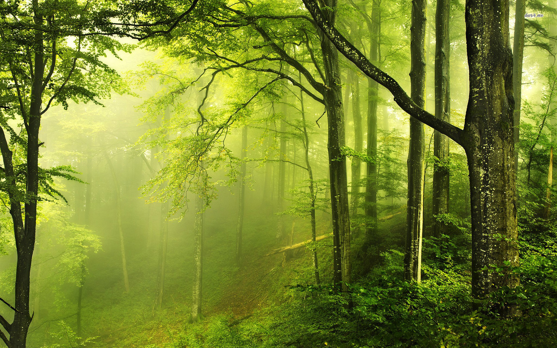 Green Forest, Nature wallpapers, Forest scenery, 1920x1200 HD Desktop