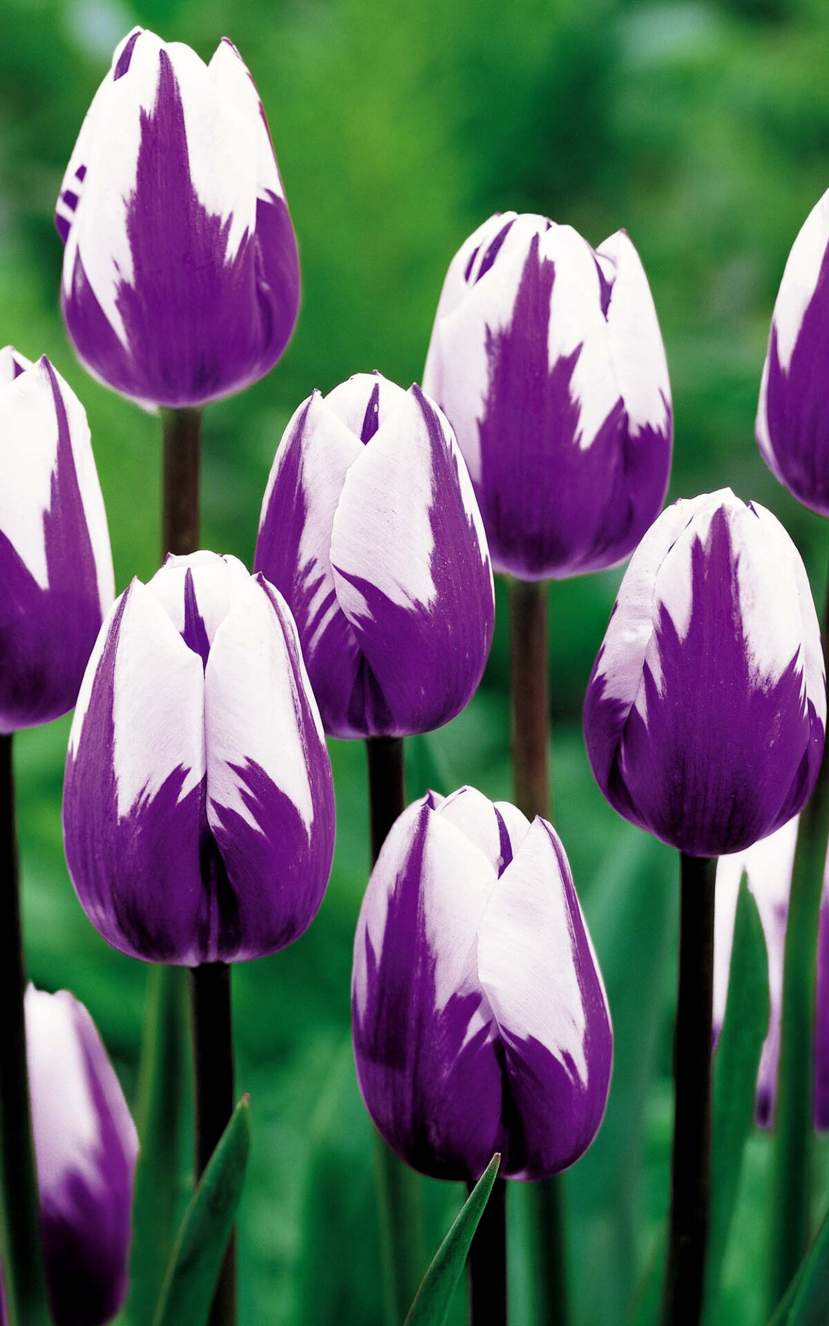 Triumph, Tulips Wallpaper, 1200x1920 HD Phone