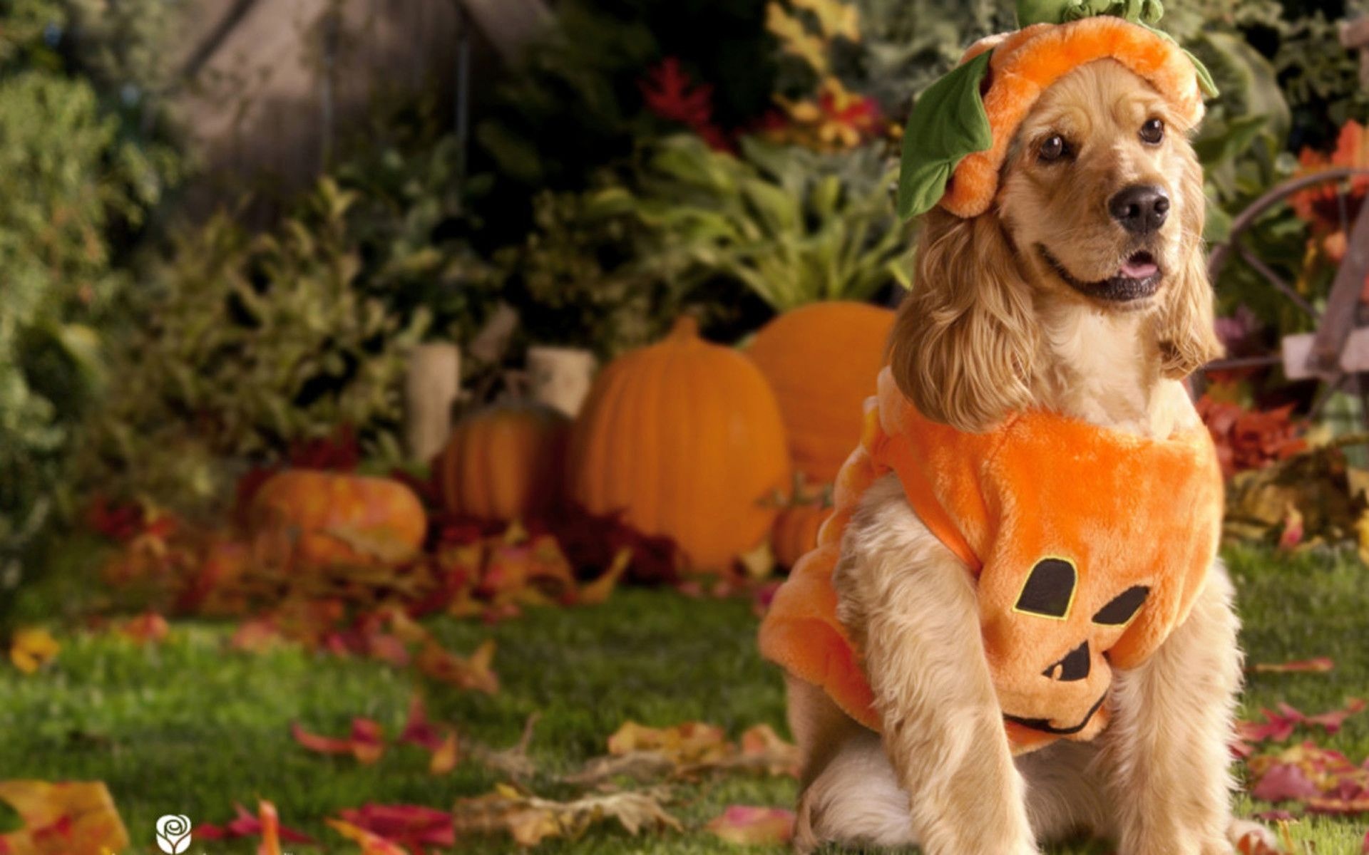 Halloween Pets, Spooky festivities, Costumed puppies, Halloween joy, 1920x1200 HD Desktop